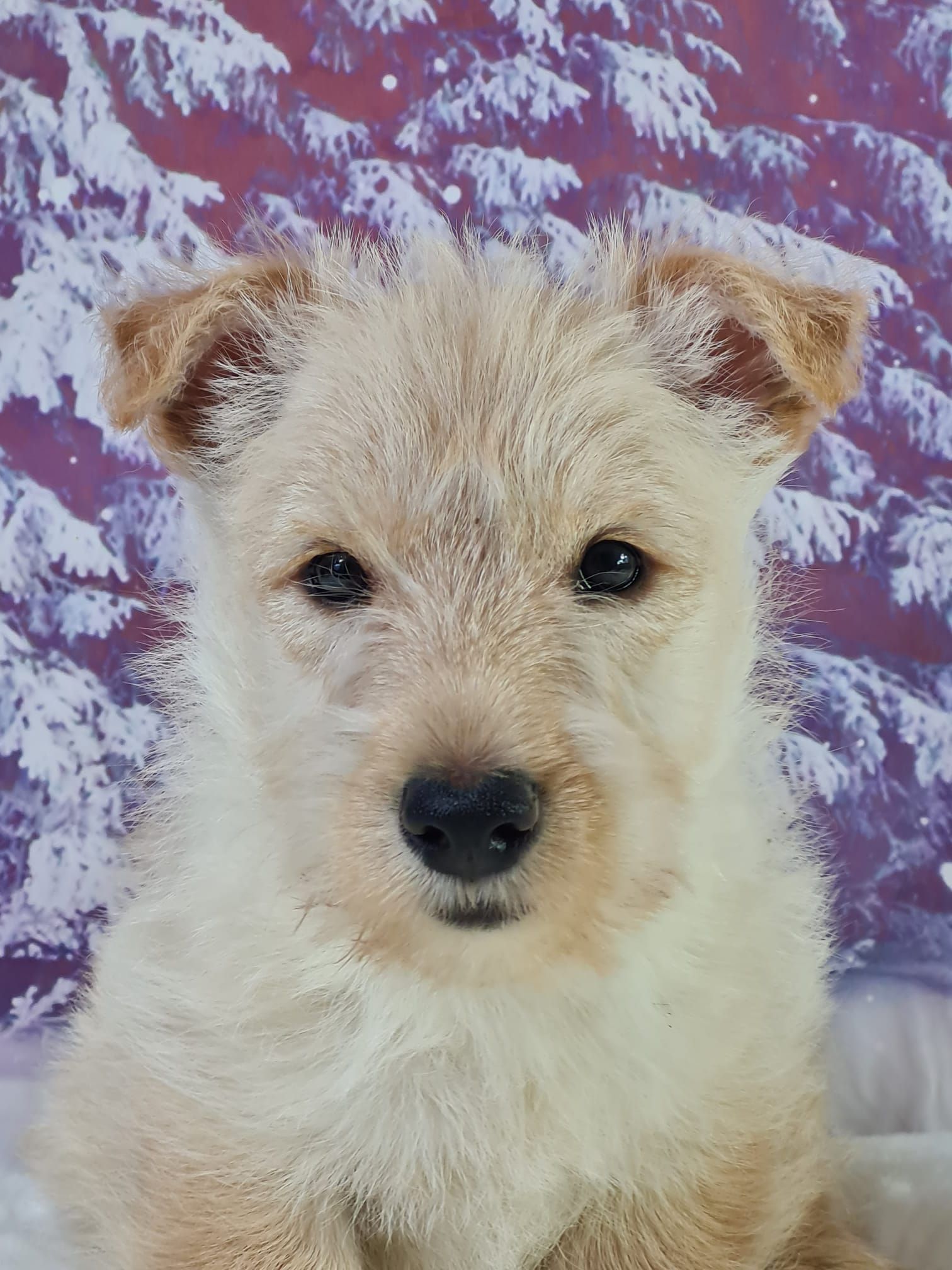 Chiot scottish terrier femelle ivoire