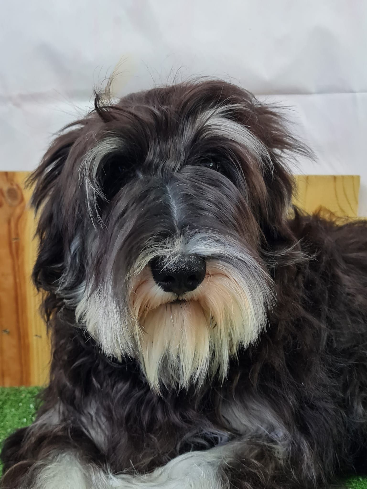 Jeune schnauzer nain femelle noir et argent