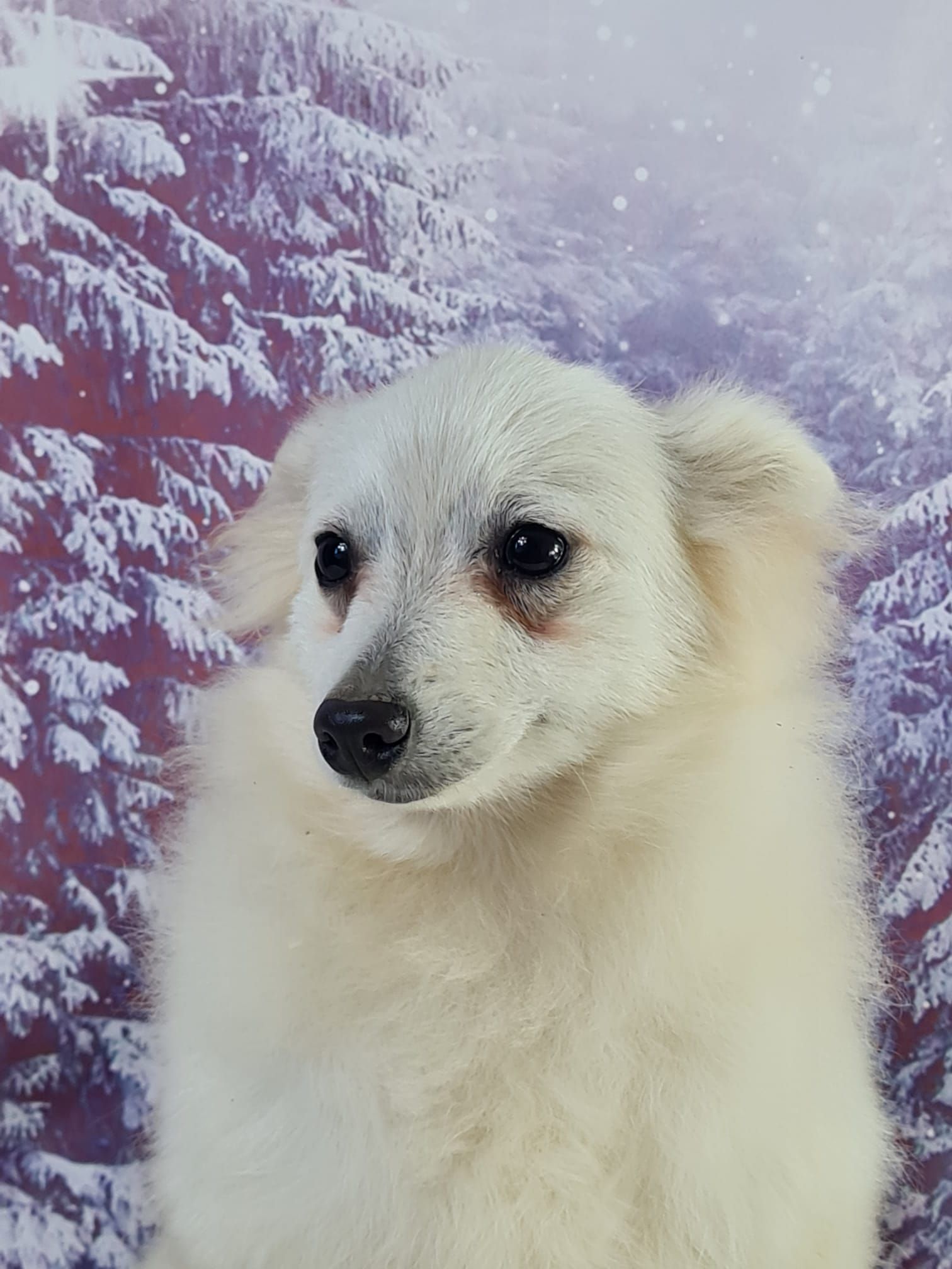 Chiot spitz volpino femelle