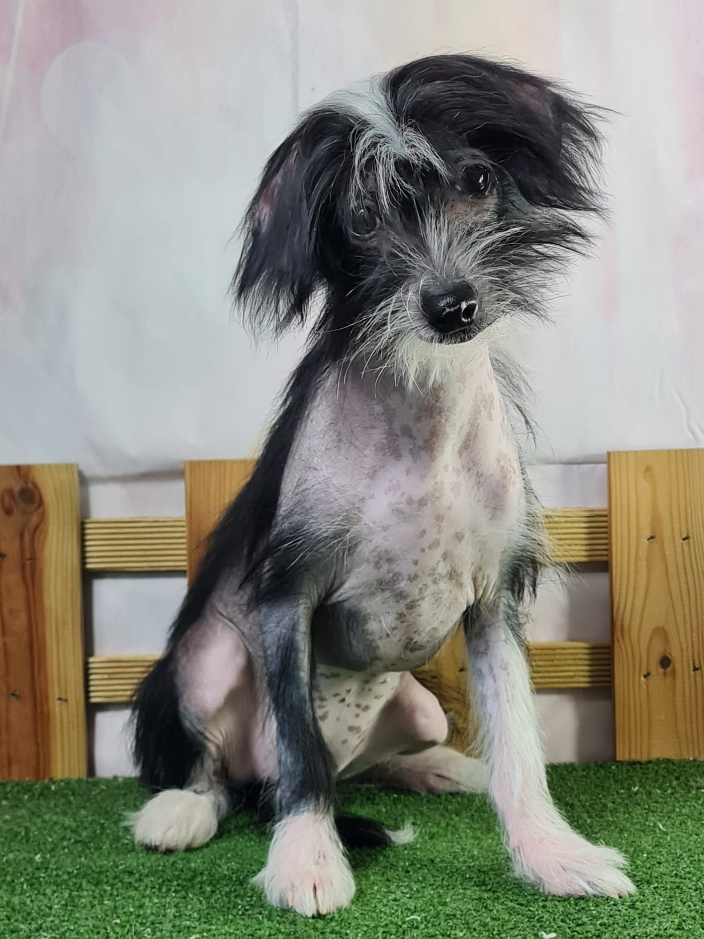Chien chinois à crête variété nue femelle noir et blanc