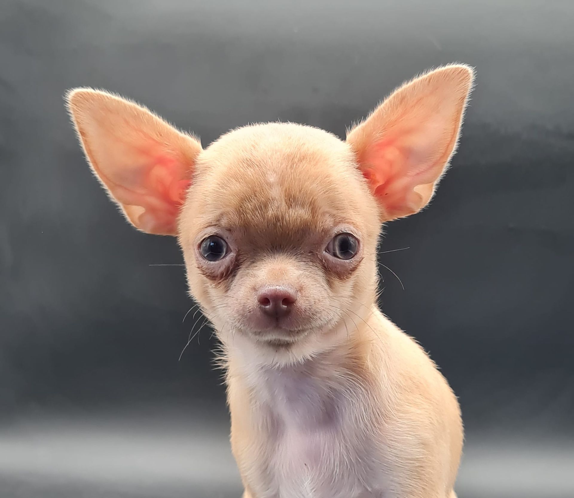 Chiot chihuahua femelle