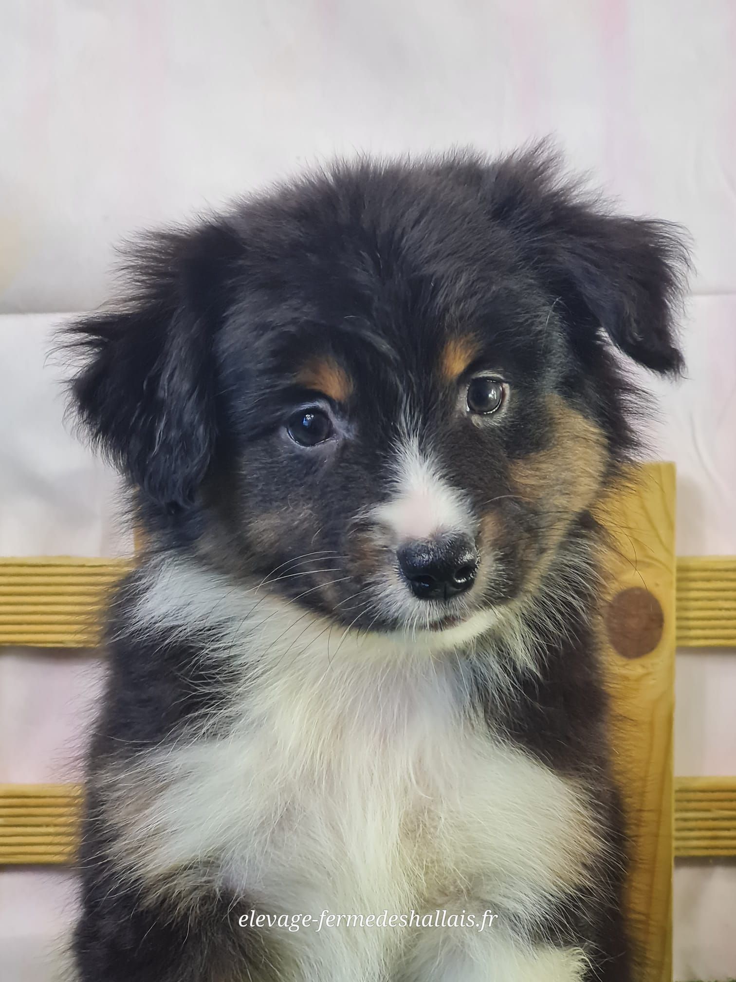 Chiot berger américain miniature noir tricolore femelle