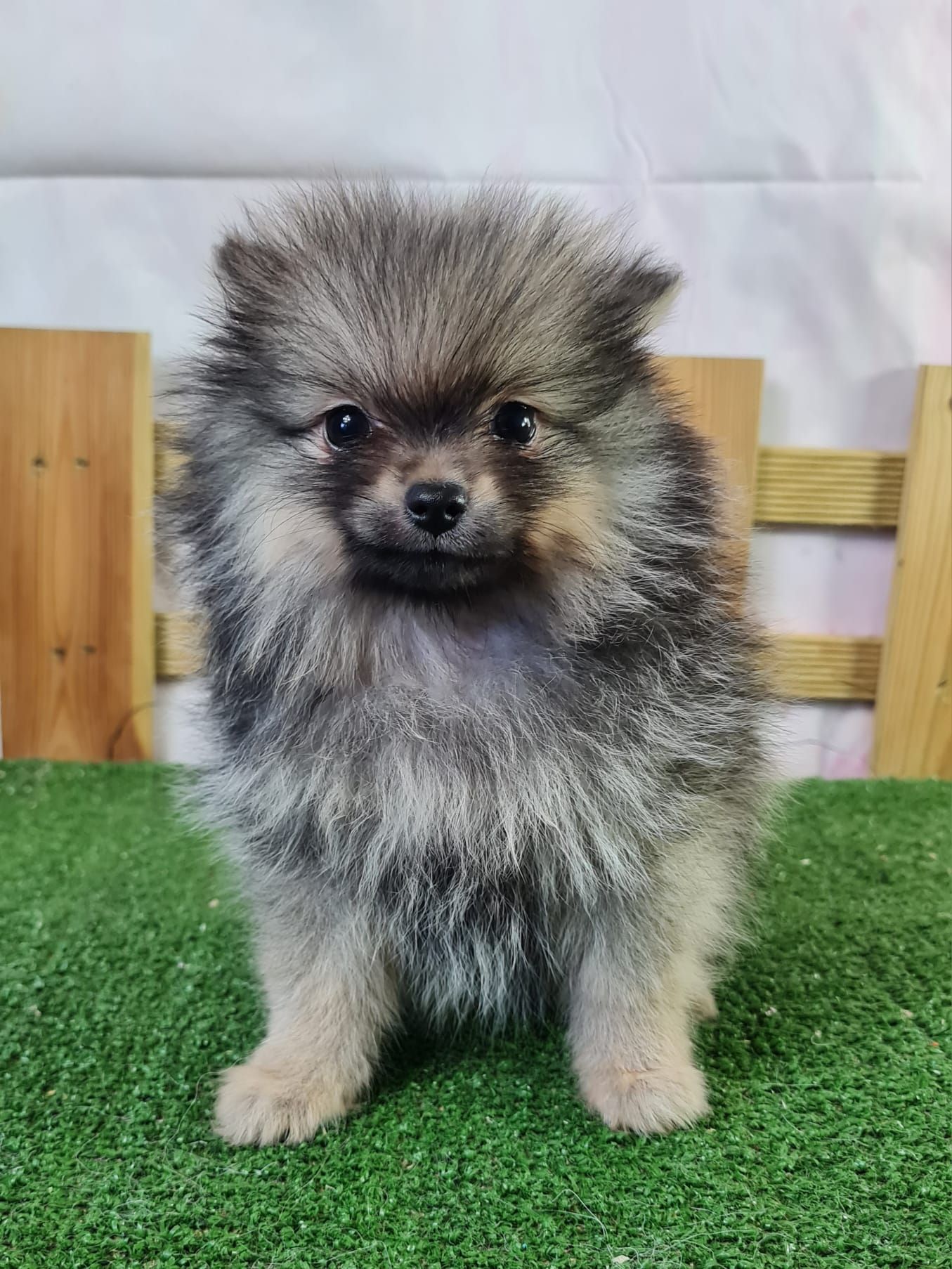 Chiot spitz nain orange charbonné femelle