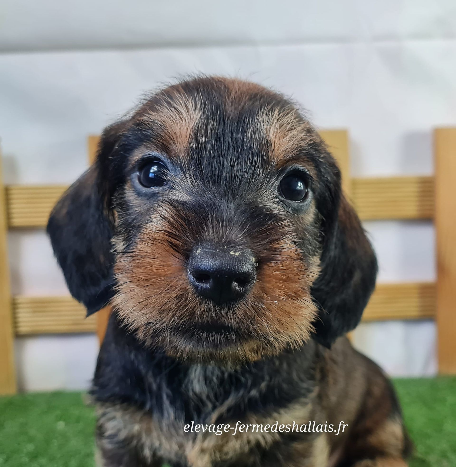 Chiot femelle teckel poil dur