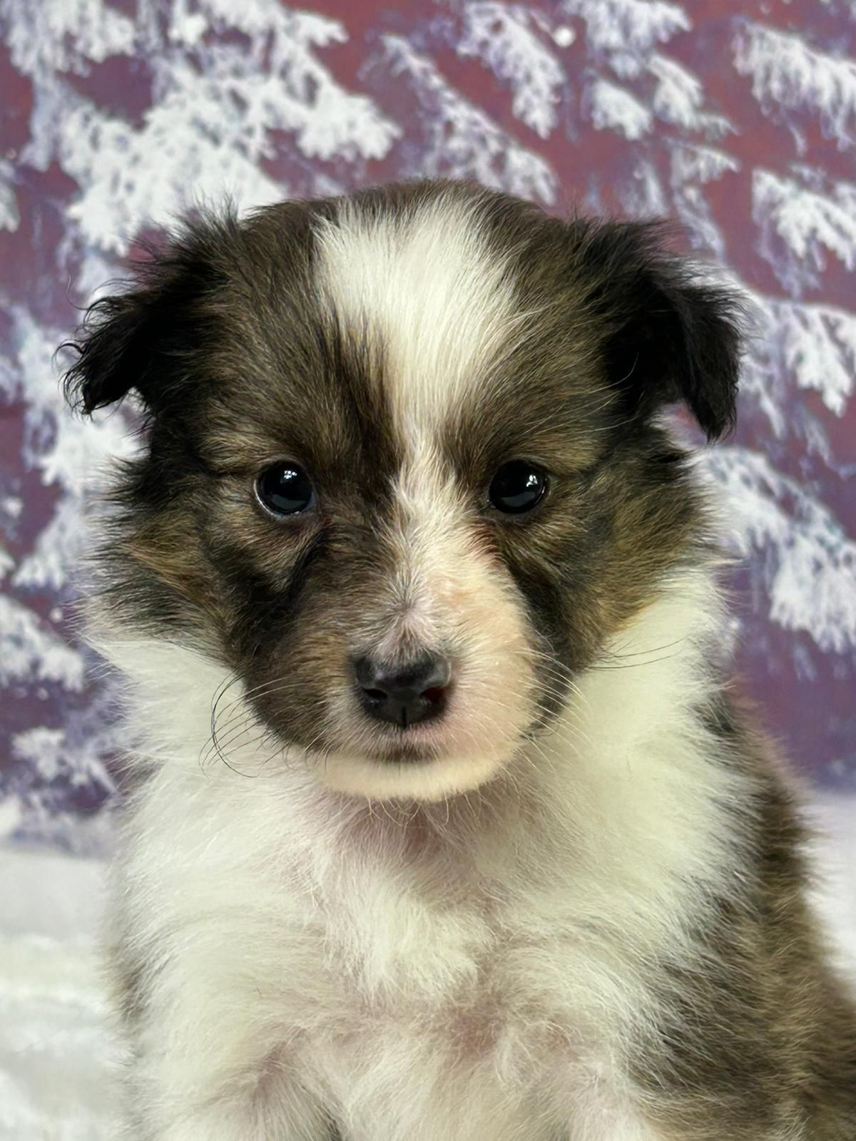 Chiot berger des shetland femelle zibeline