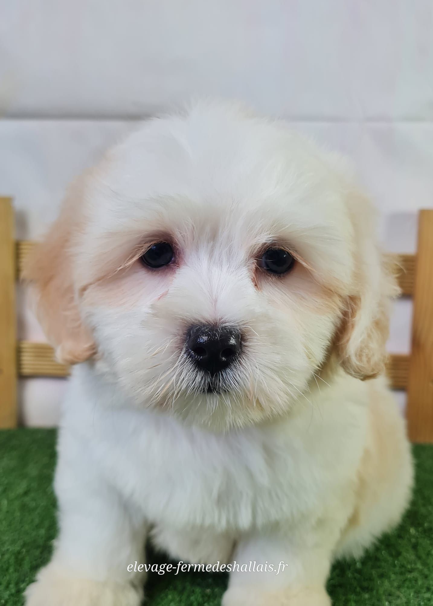 Chiot femelle coton de tuléar