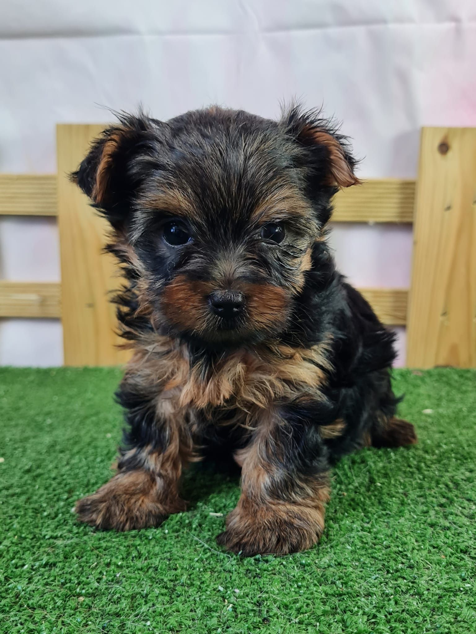 Chiot yorkshire assis