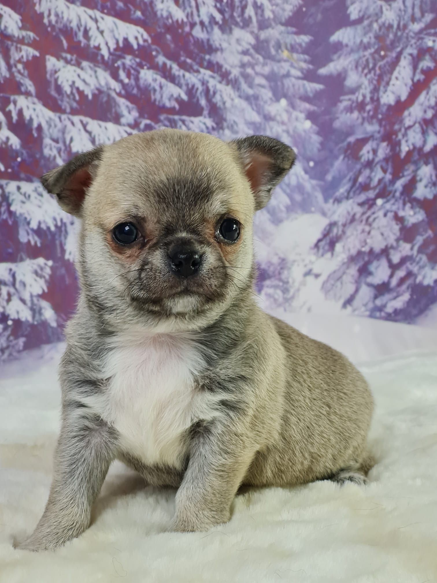 Chiot chihuahua poil court femelle