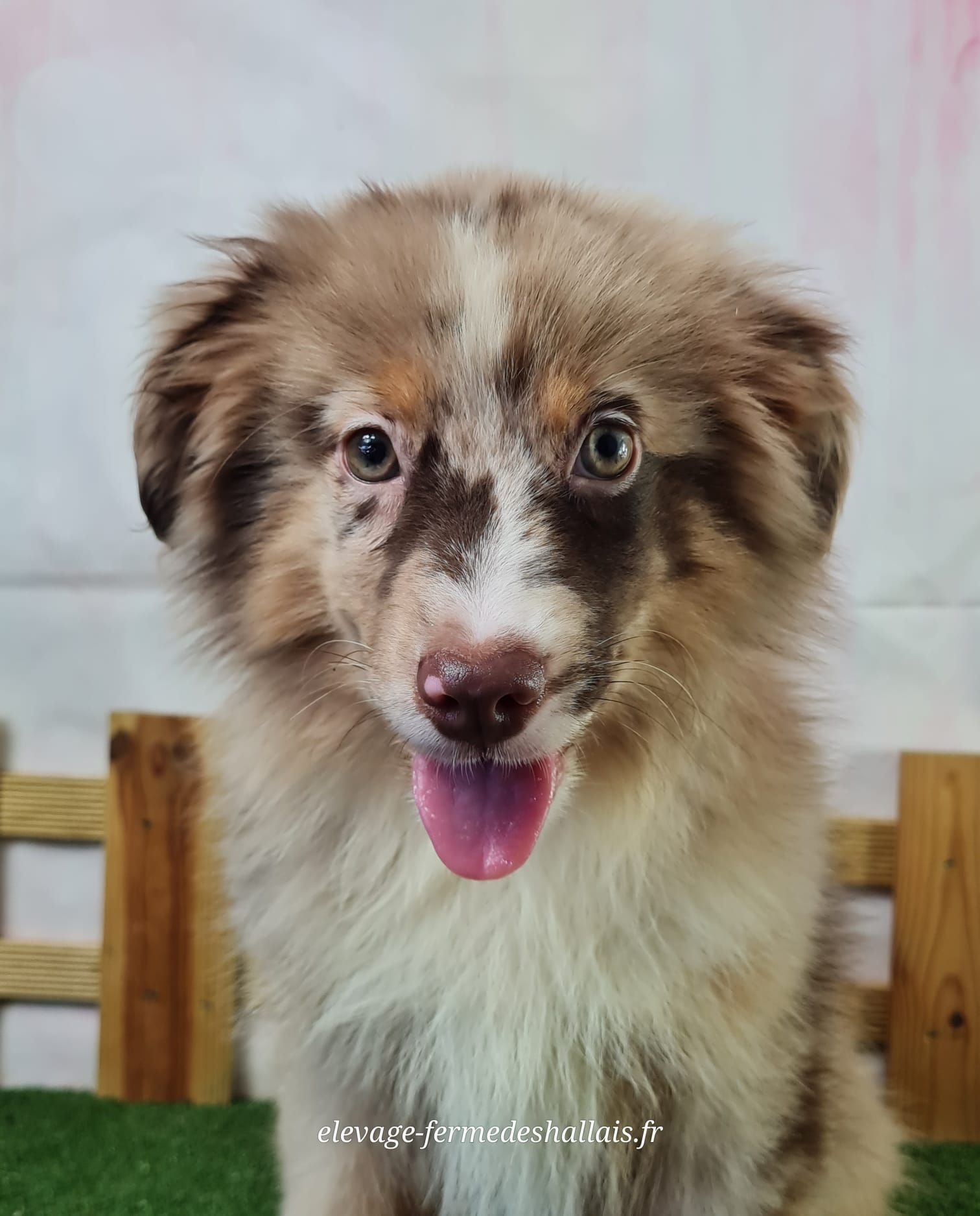 Chiot berger américain miniature femelle rouge merle