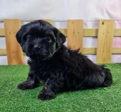 Jeune Lhassa Apso assis pour la photo