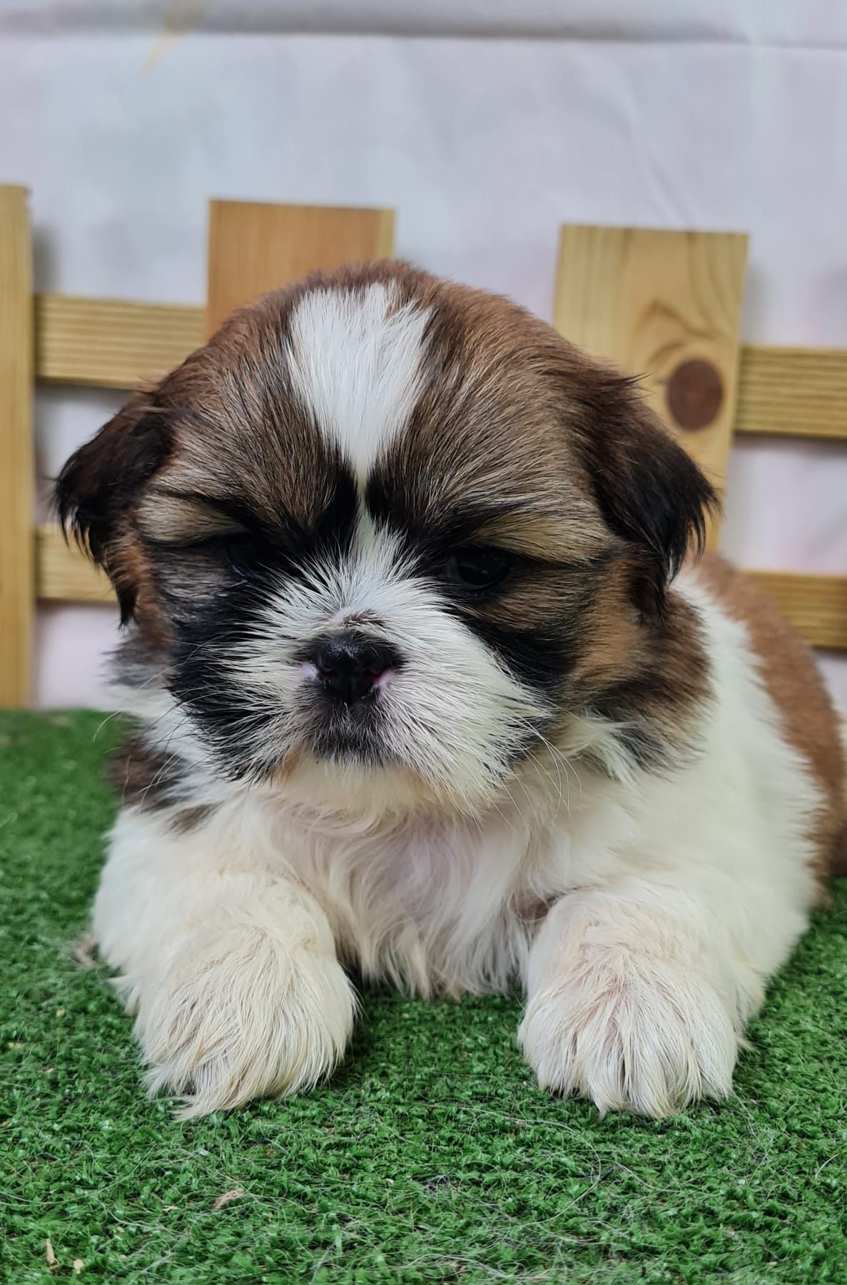 Chiot shih tzu femelle