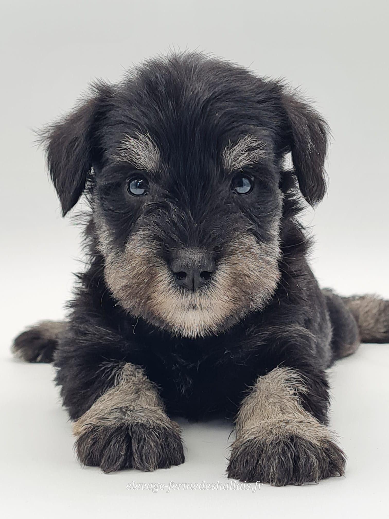 Chiot schnauzer nain noir et argent femelle