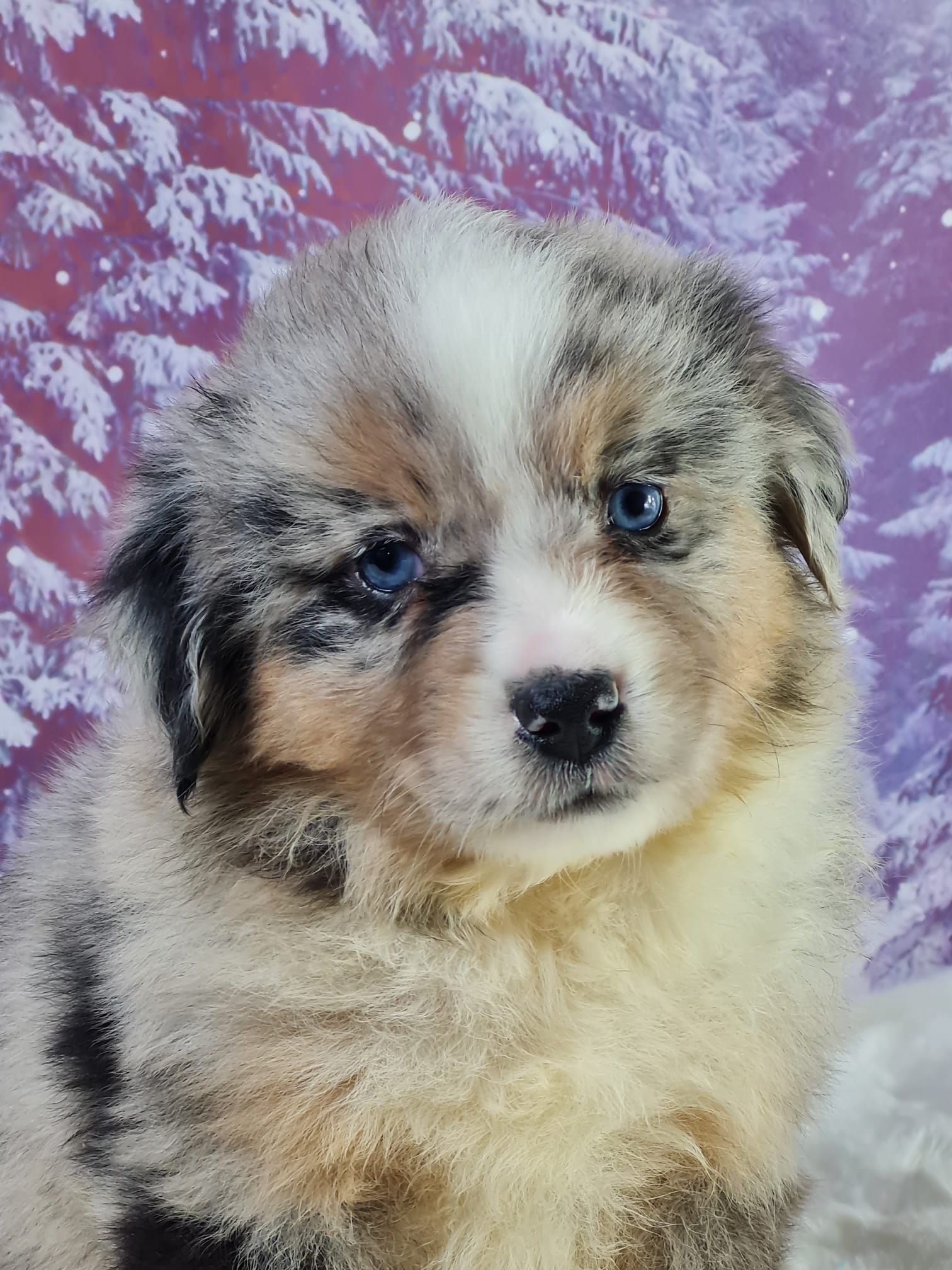 Chiot berger américain miniature bleu merle femelle