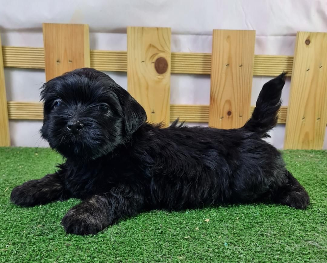 Jeune Lhassa Apso allongé pour la photo