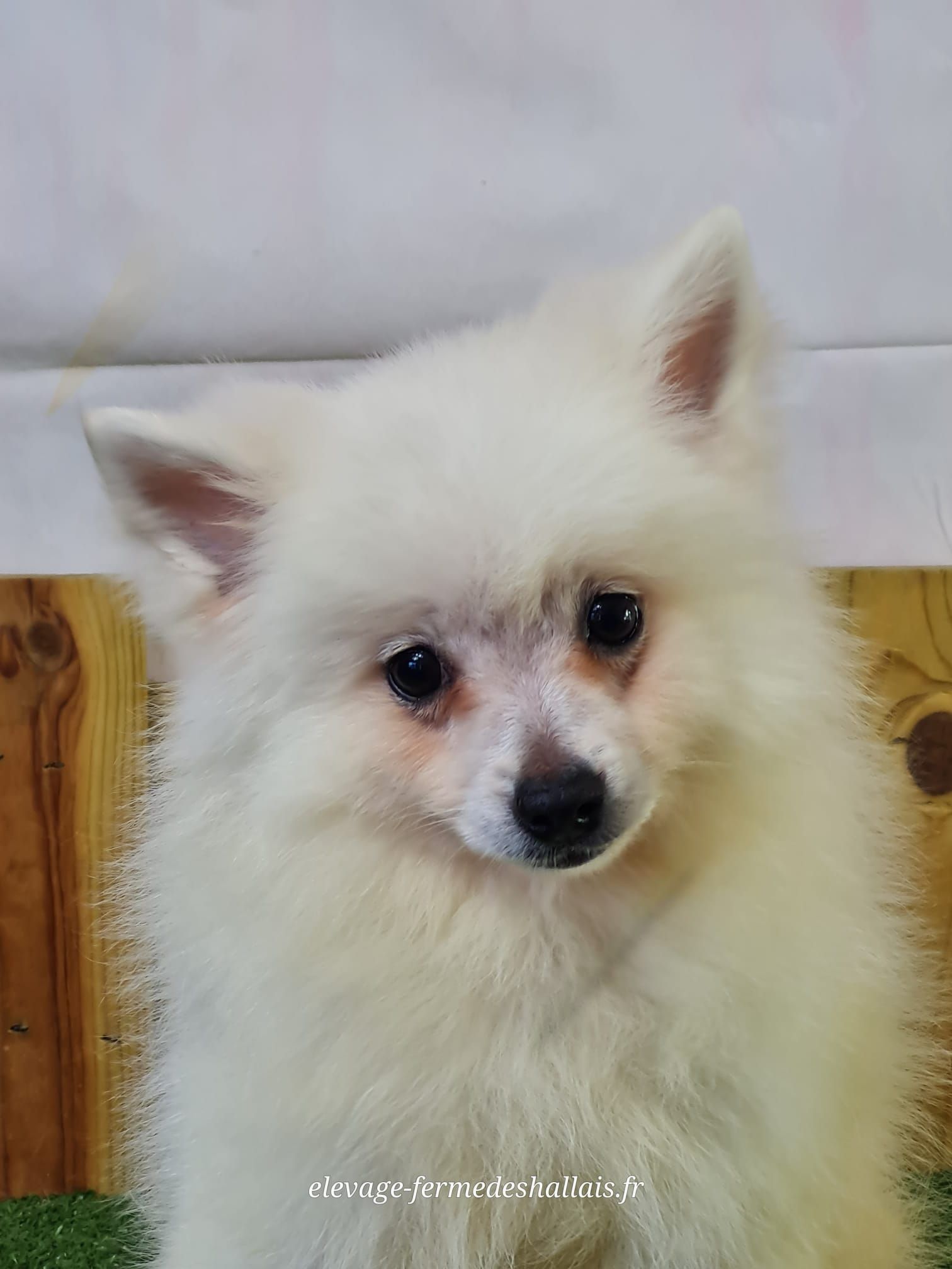 Chiot volpino femelle