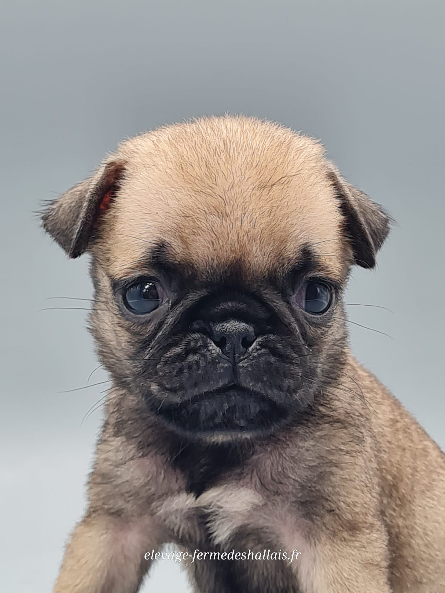 Chiot carlin femelle