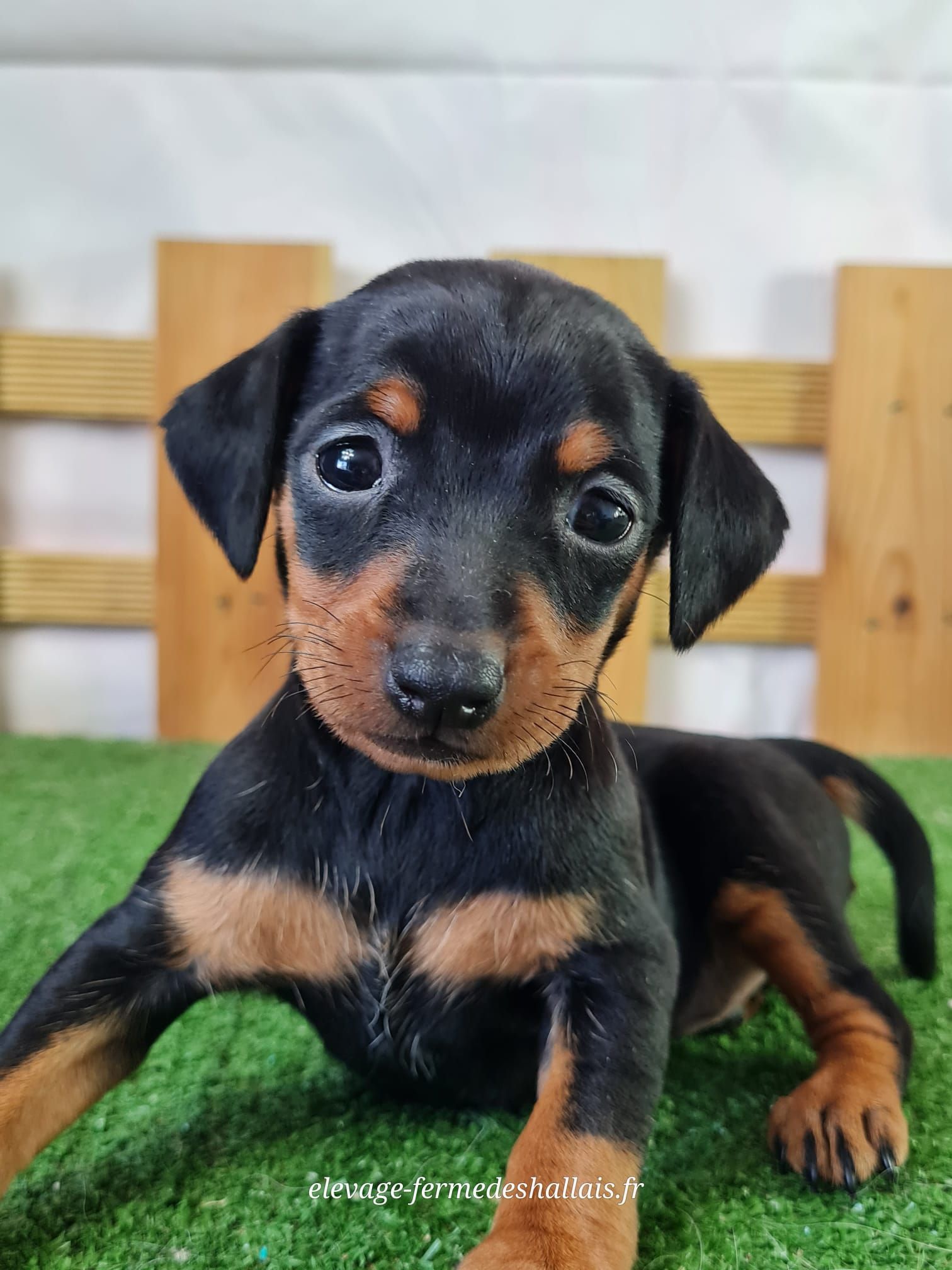 Chiot pinscher femelle