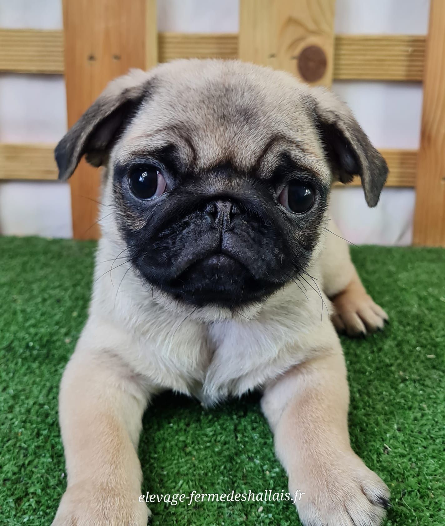Chiot carlin femelle