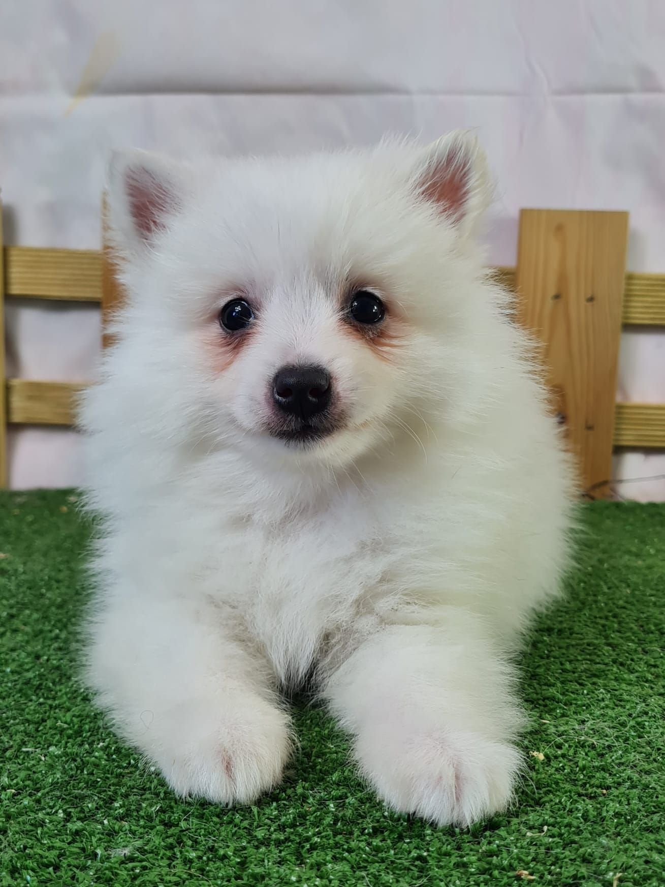 Chiot volpino femelle