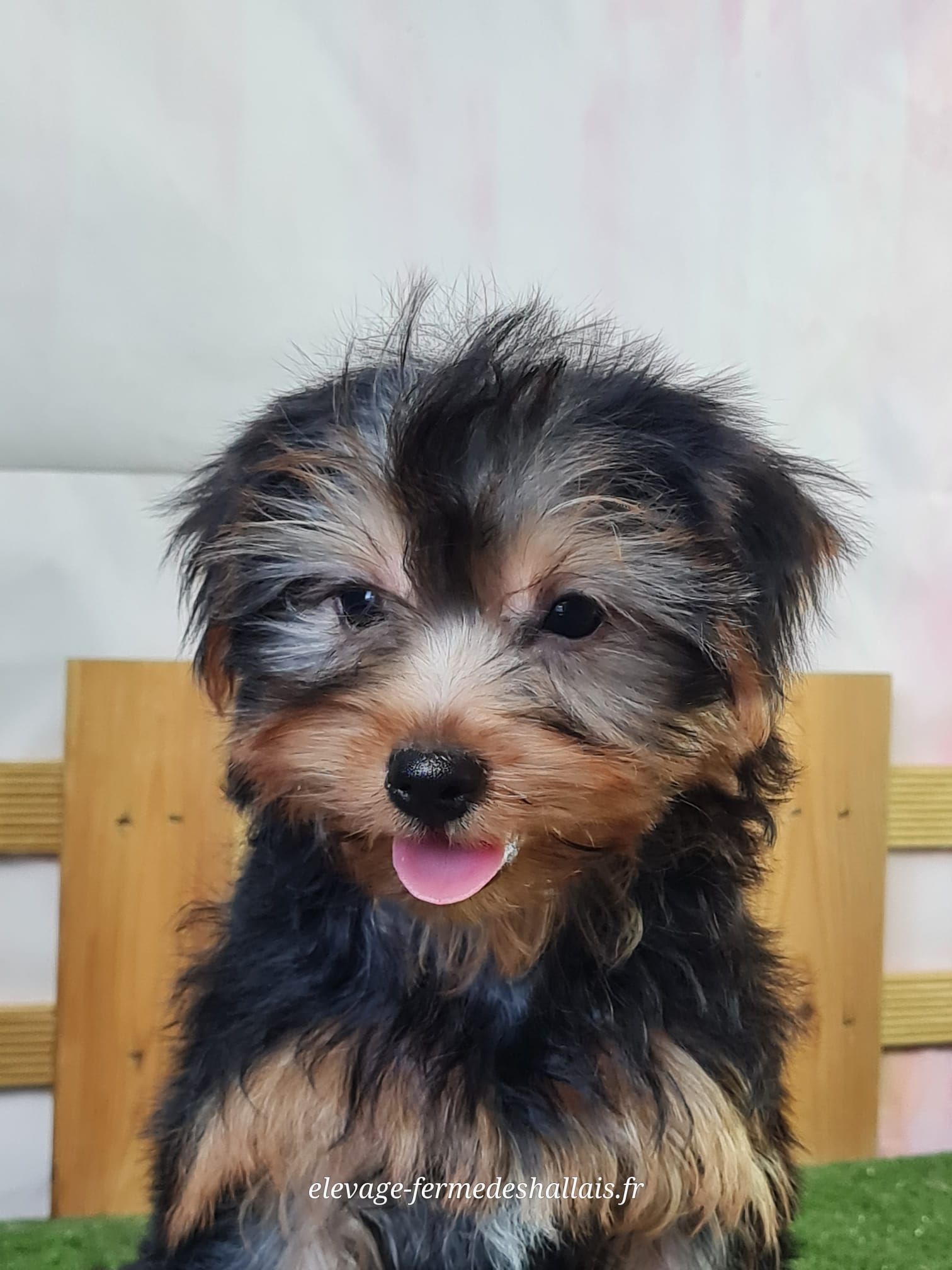Chiot yorkshire femelle