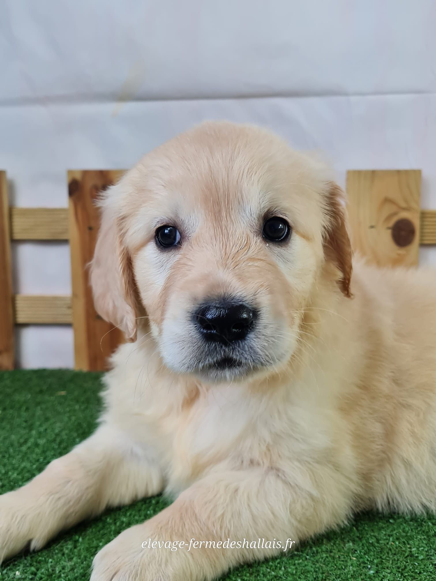 Chiot golden retriever femelle