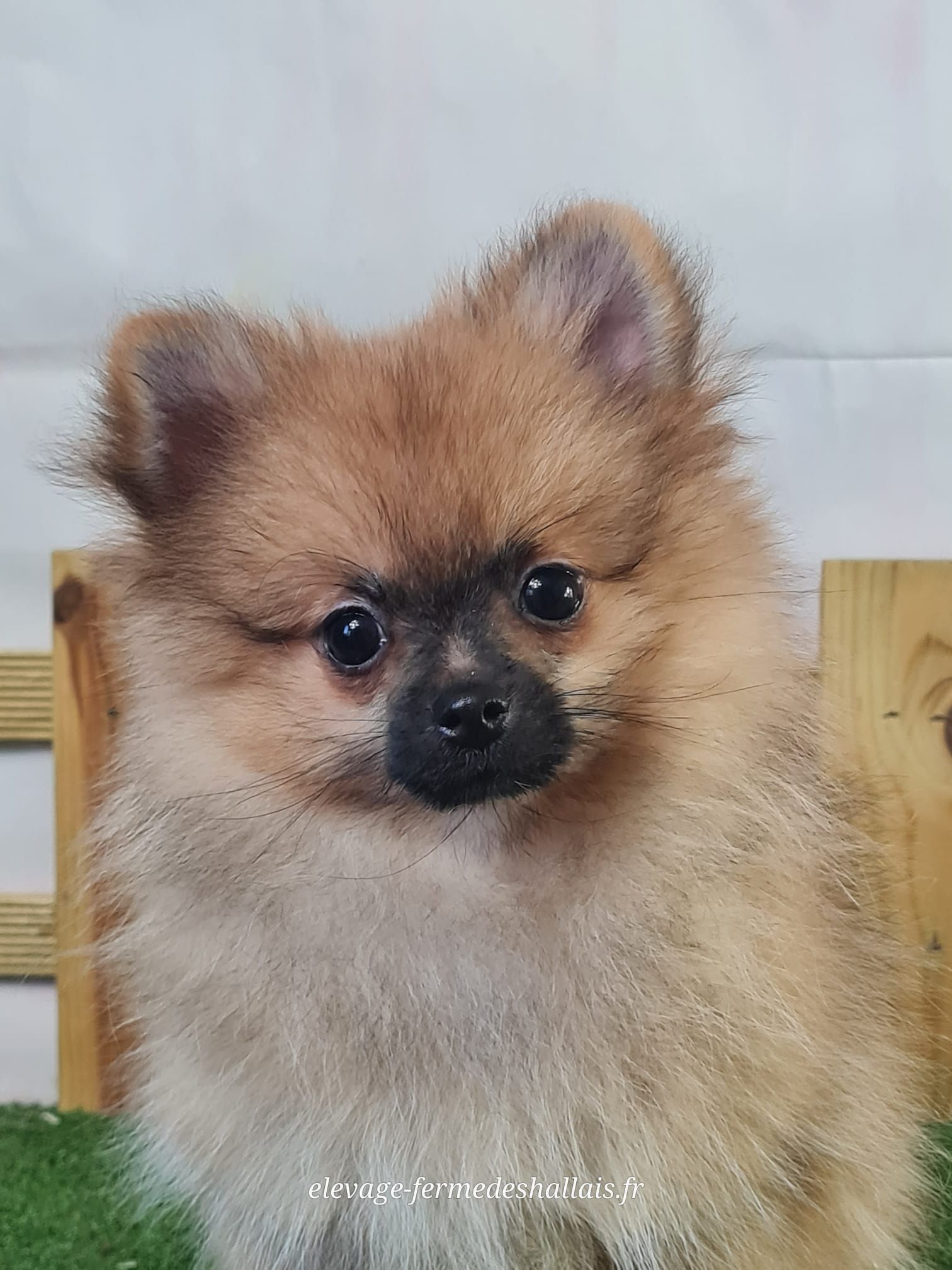 Chiot spitz nain femelle