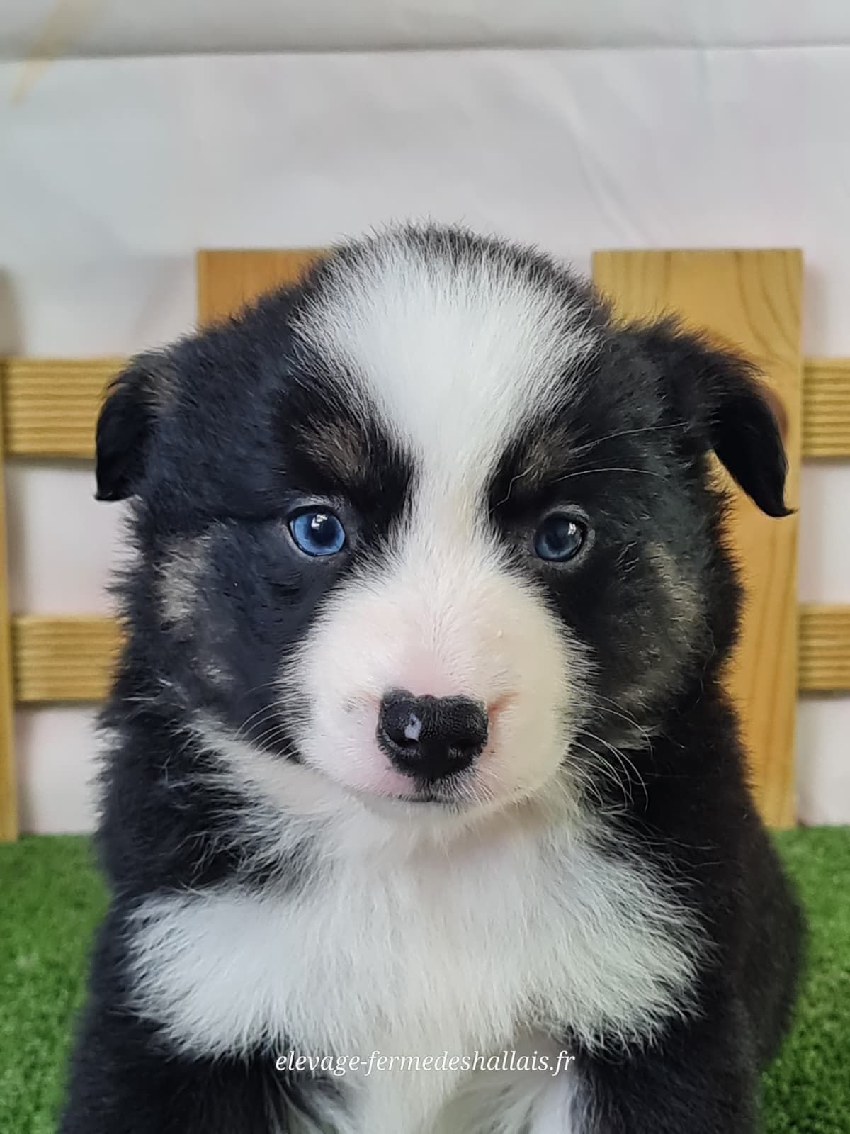 Chiot berger américain miniature noir tricolore femelle