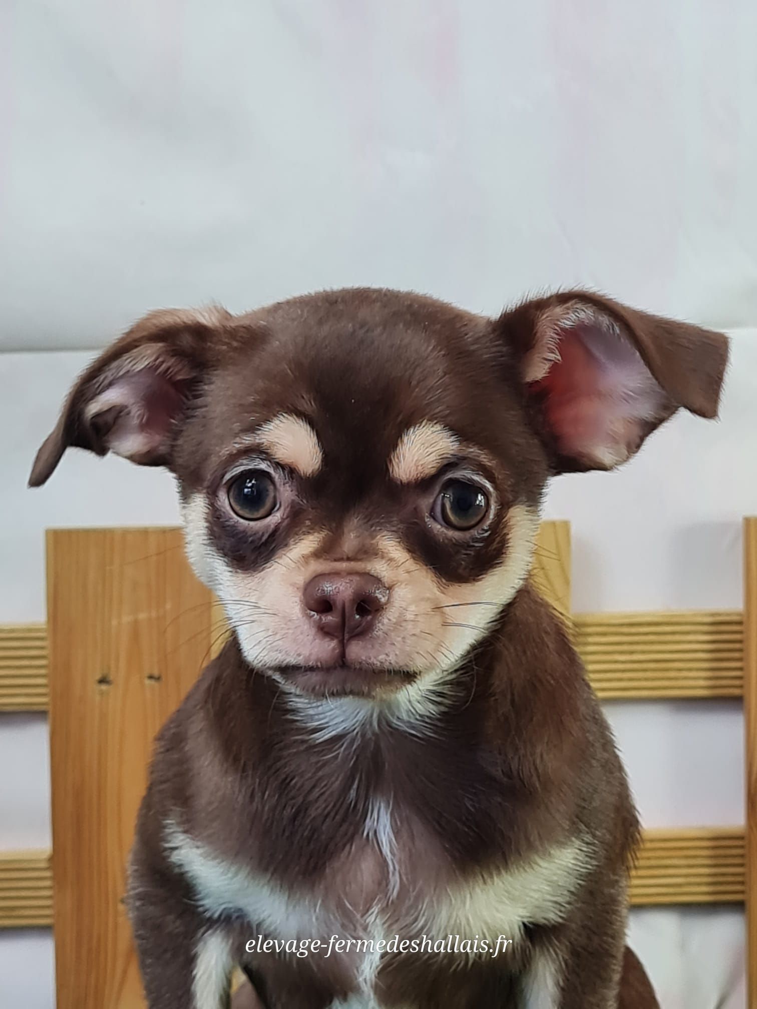Chiot chihuahua femelle