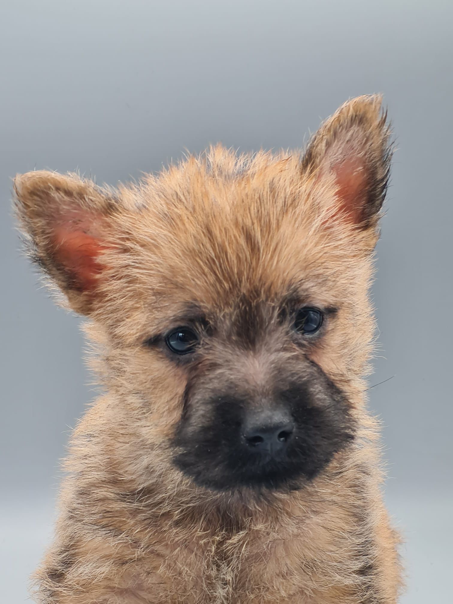 Chiot cairn terrier femelle