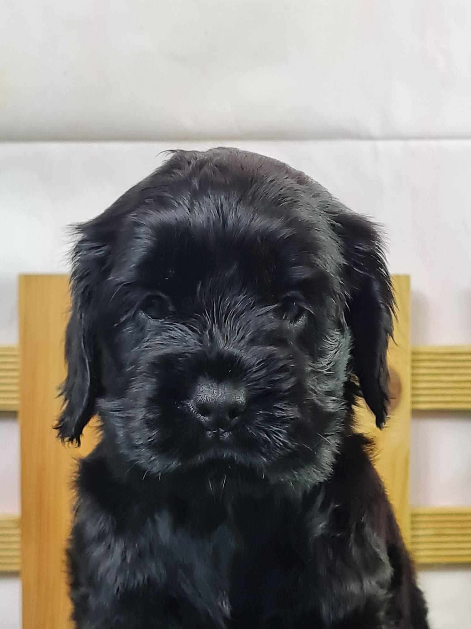 Chiot cocker anglais femelle noir