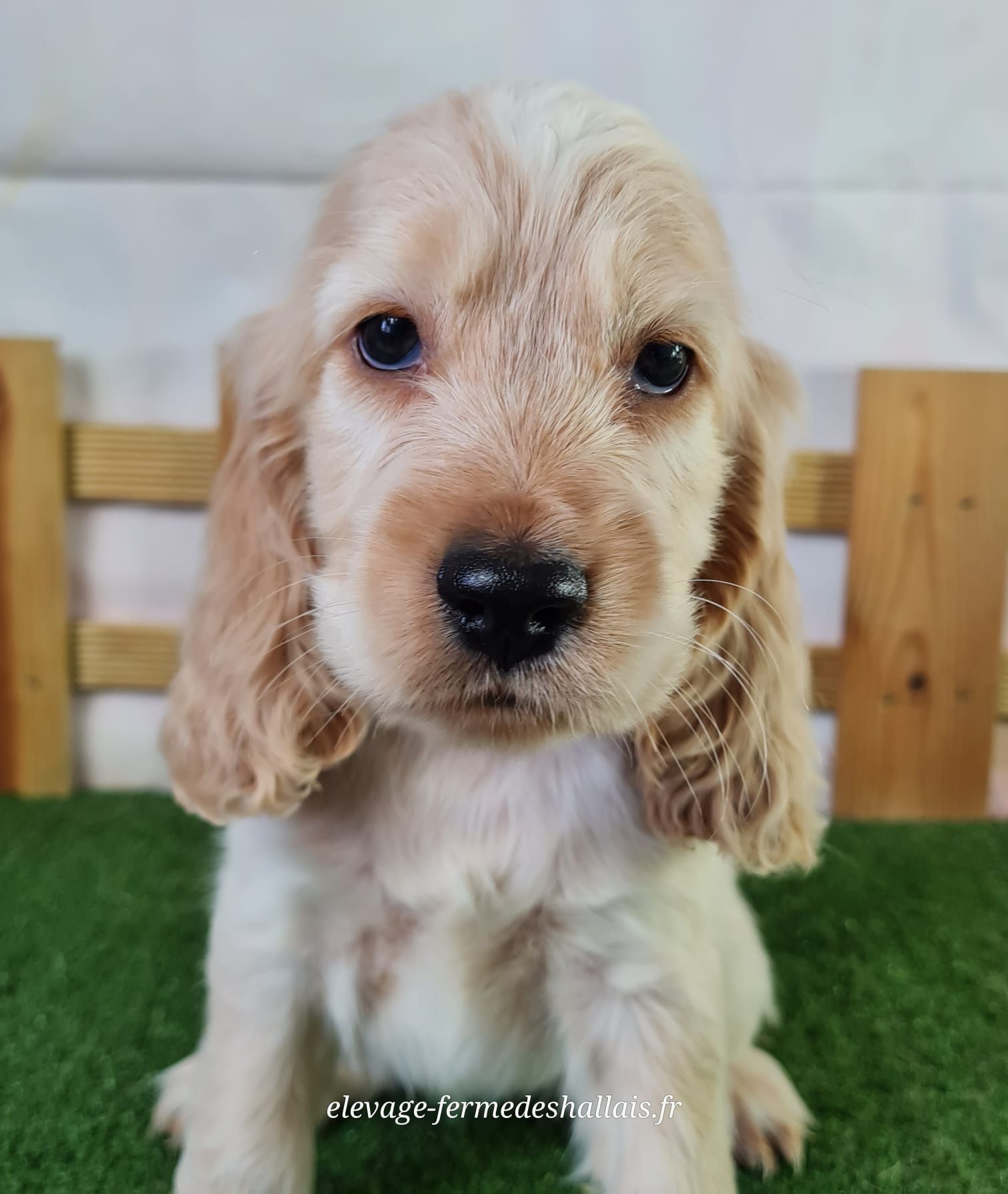 Chiot cocker anglais femelle