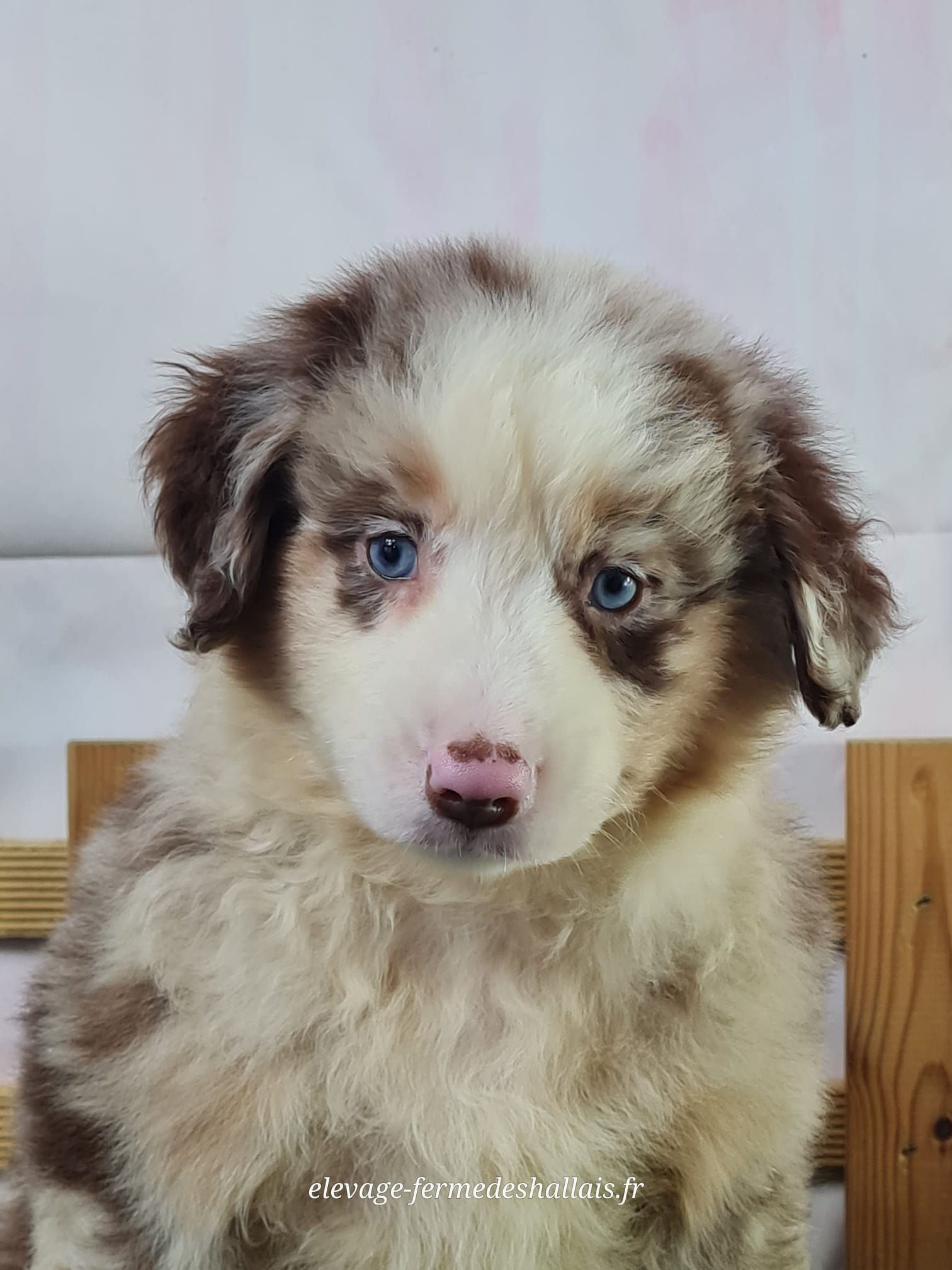 Chiot berger américain miniature rouge merle femelle