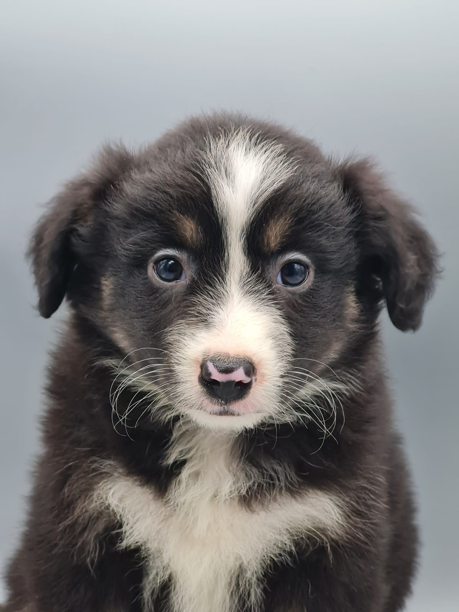 Chiot berger américain femelle