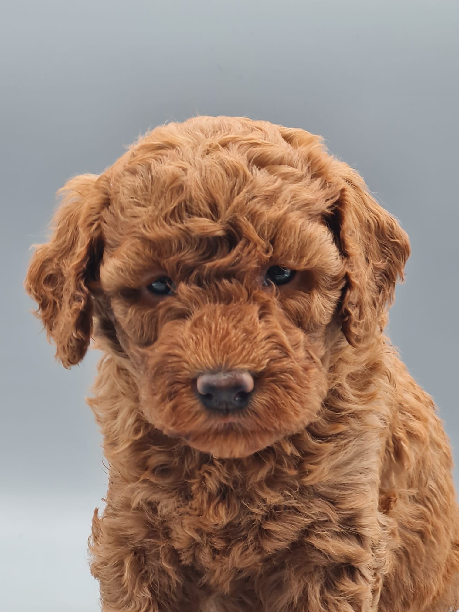 Chiot caniche nain abricot femelle