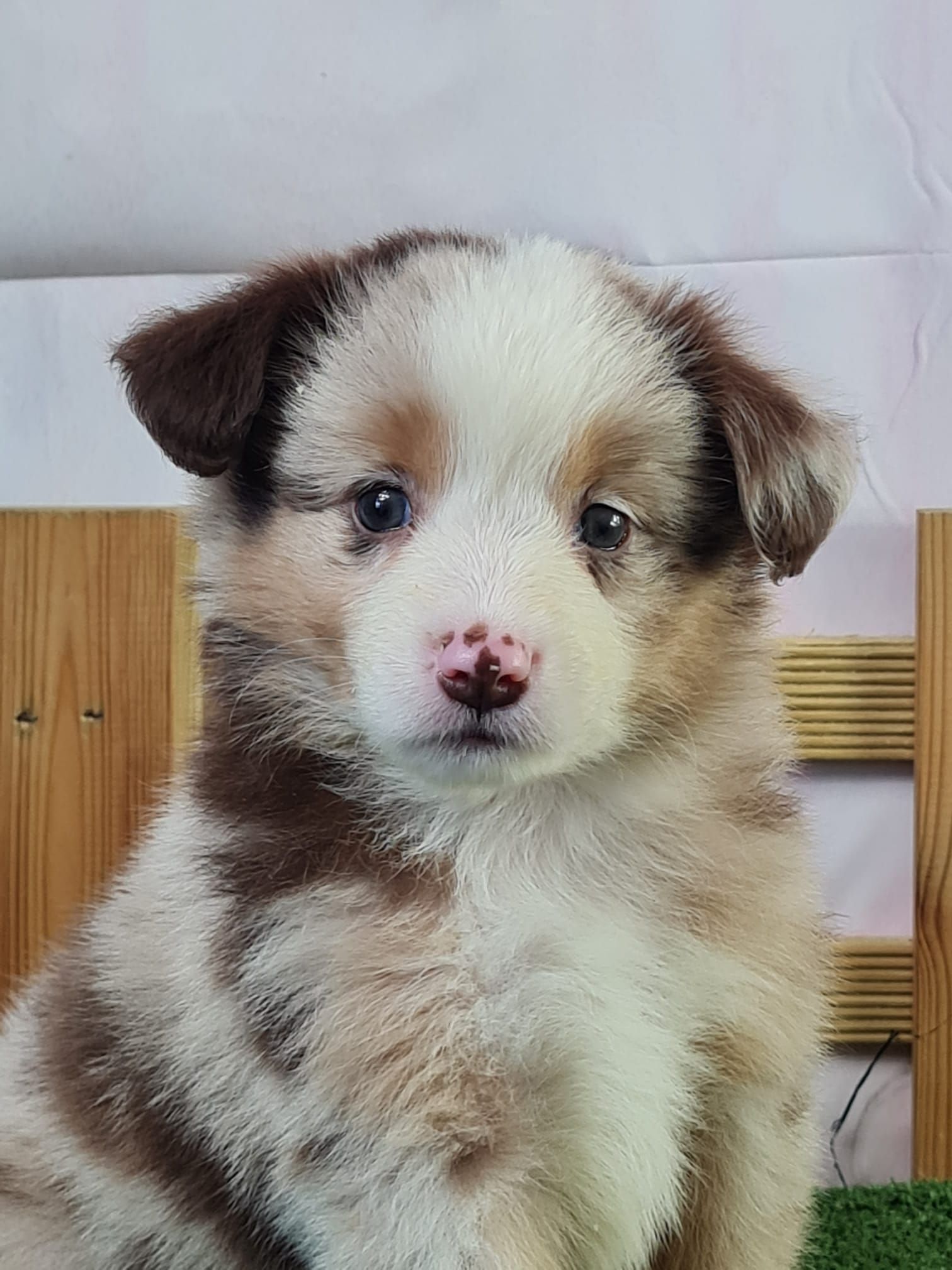 chiot berger américain rouge merle