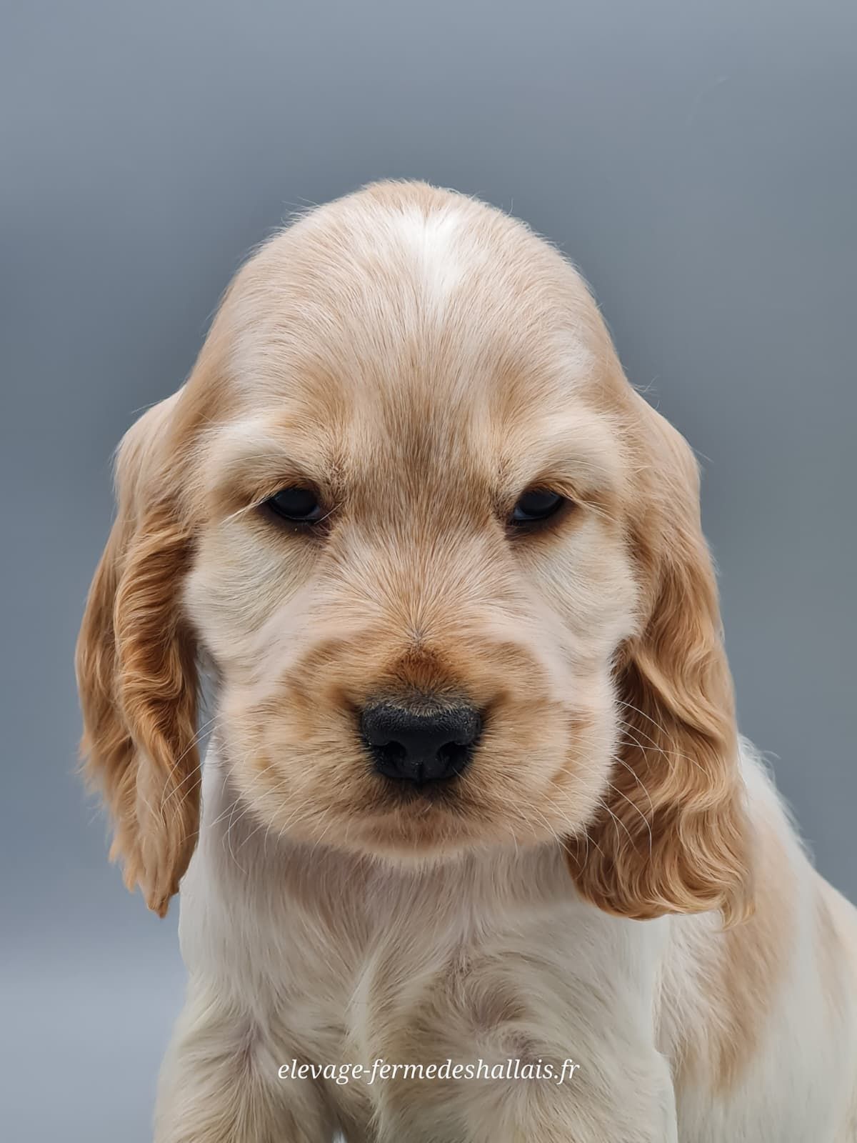 Chiot cocker spaniel anglais femelle