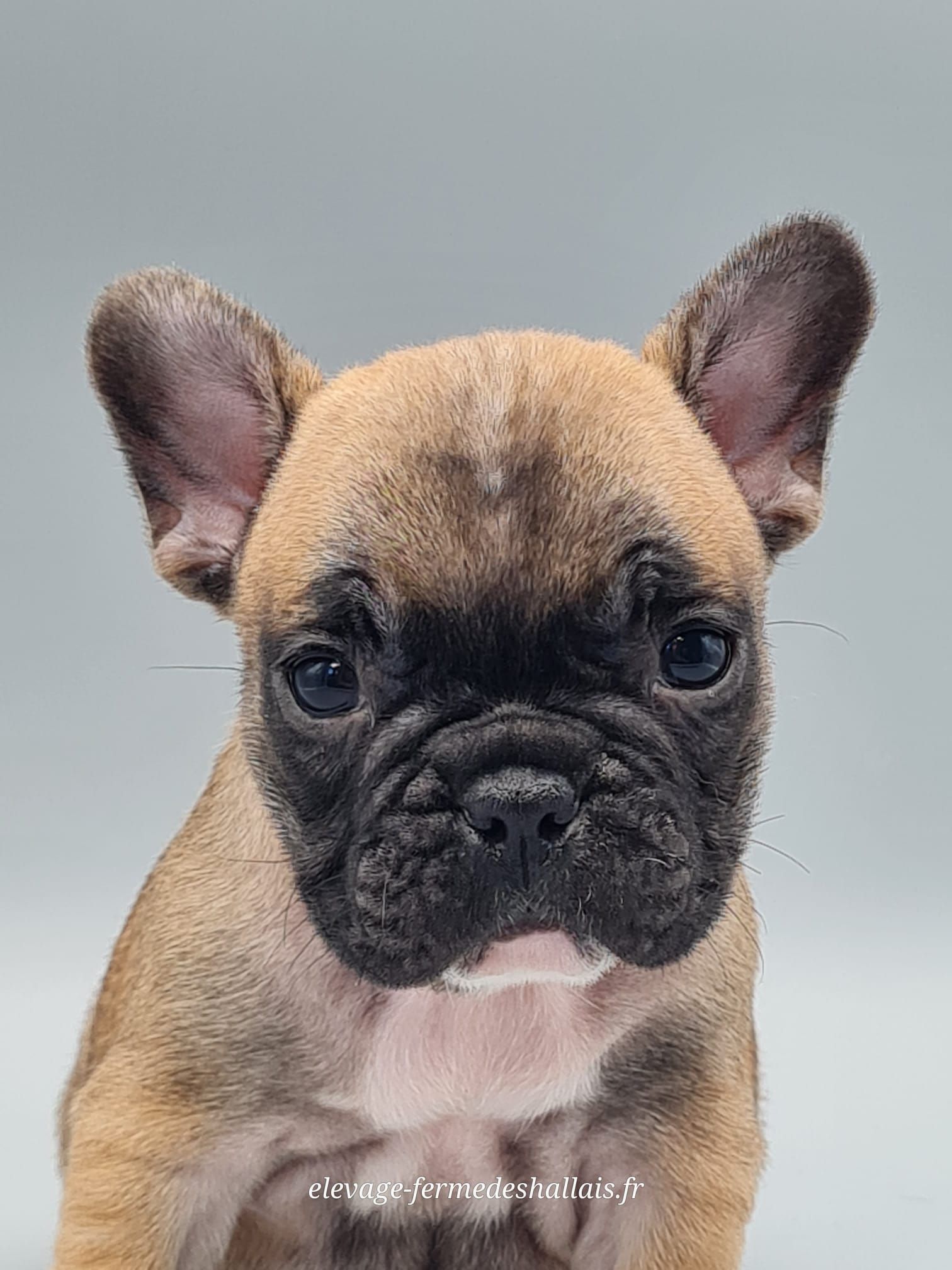 Chiot bouledogue français femelle