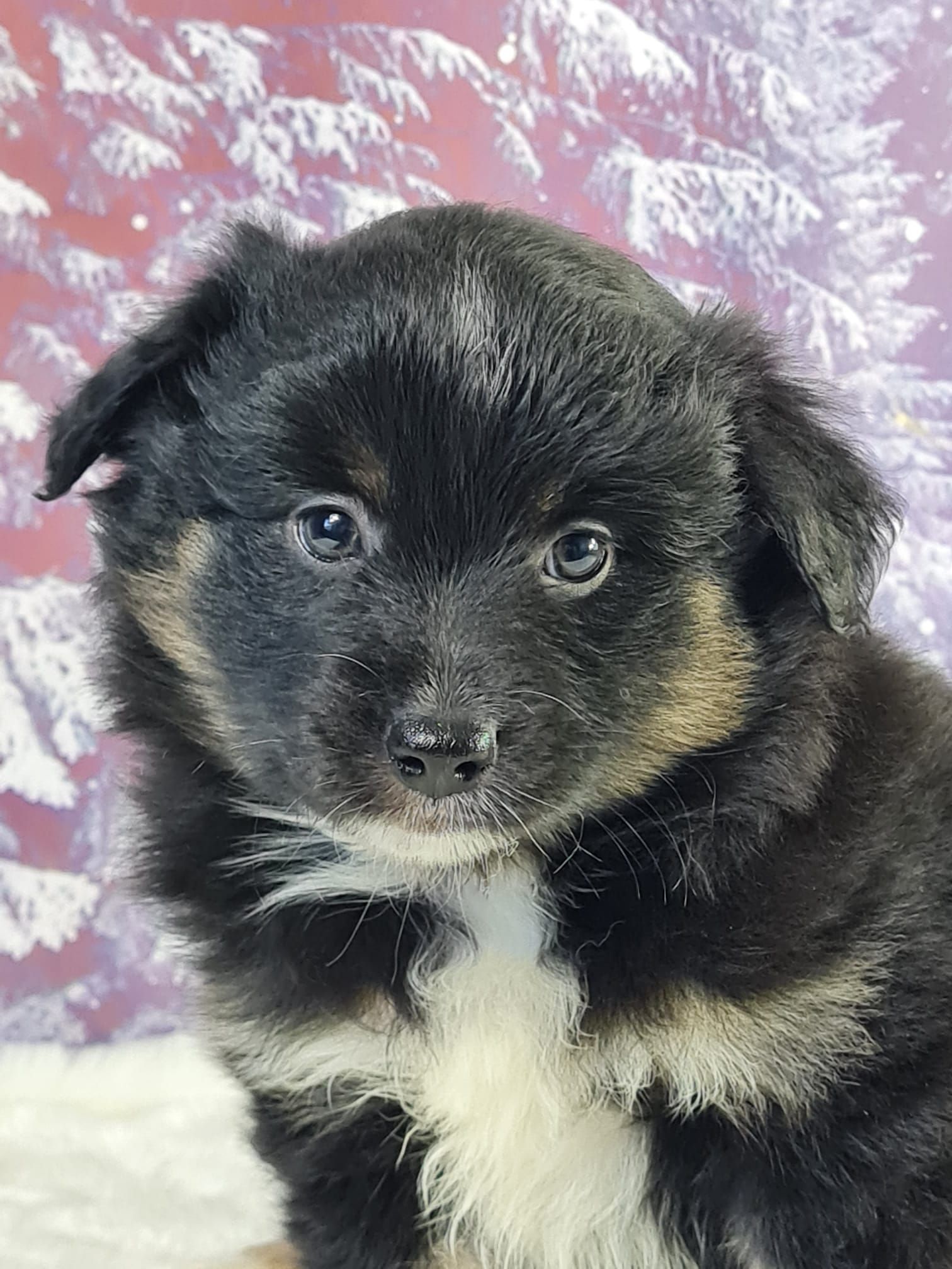Chiot berger américain femelle noir tricolore