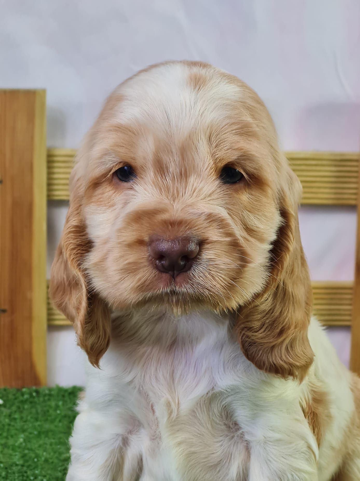 Chiot cocker anglais femelle blanc rouanné