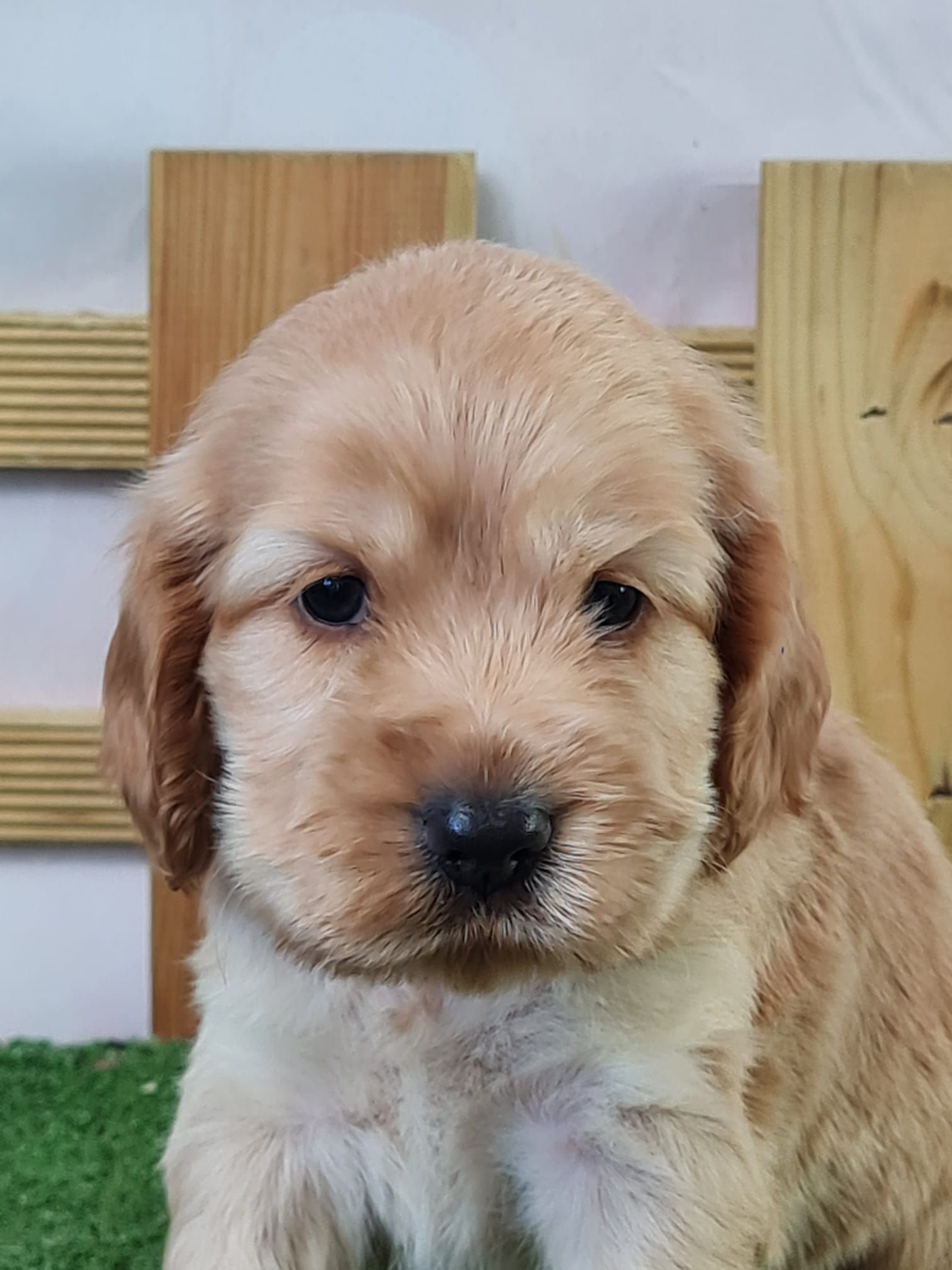 Chiot cocker anglais femelle golden