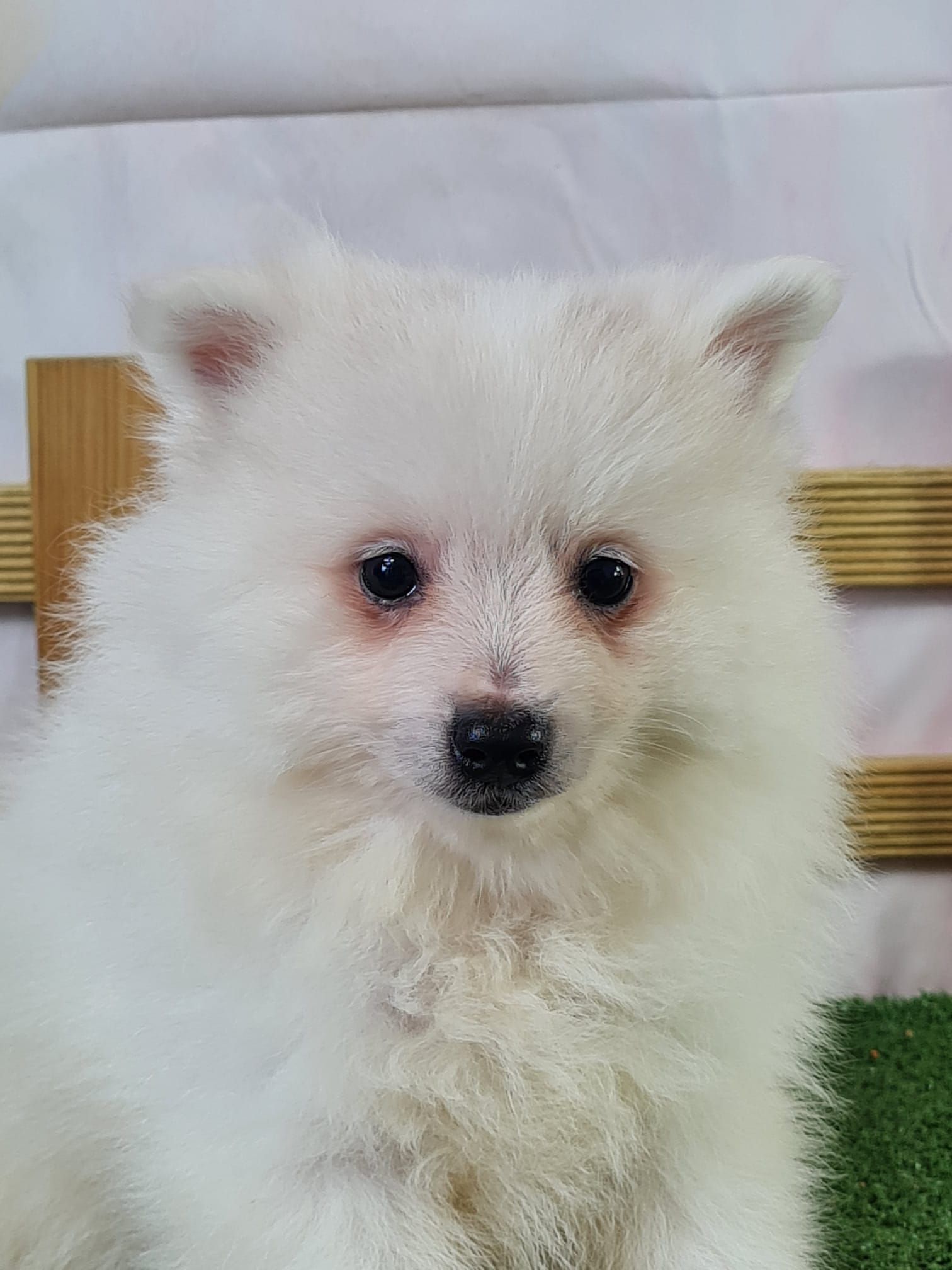 Chiot spitz volpino femelle