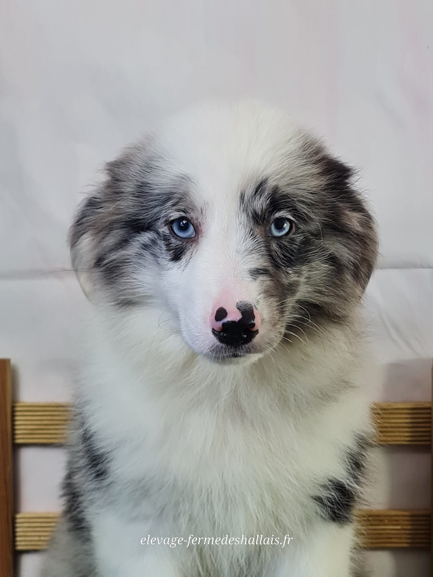 Chiot berger américain femelle