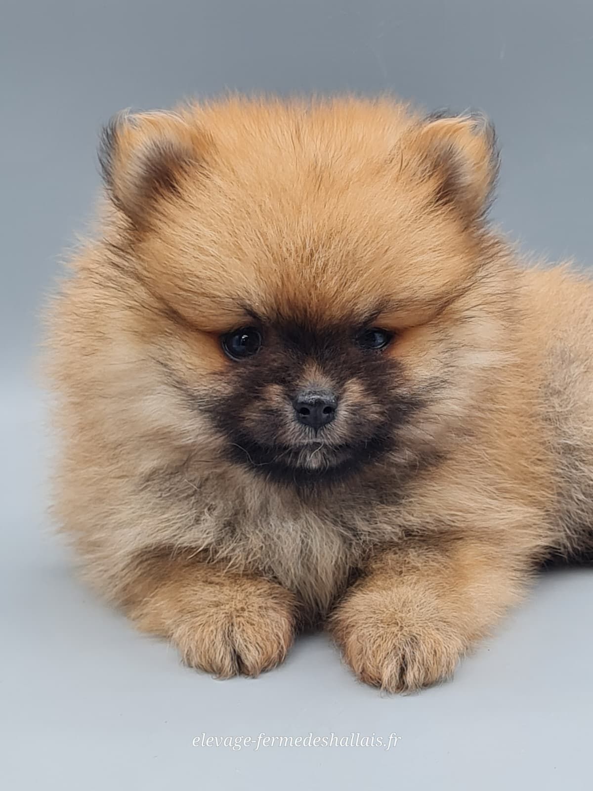 Chiot spitz allemand nain femelle