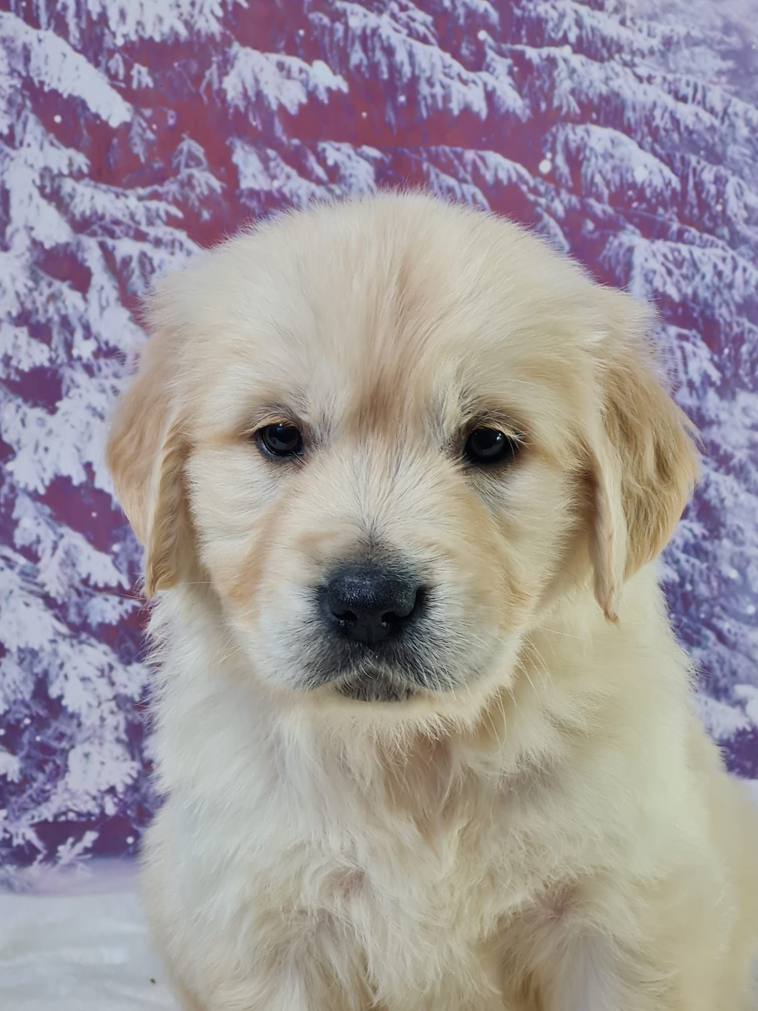 Chiot golden retriever femelle