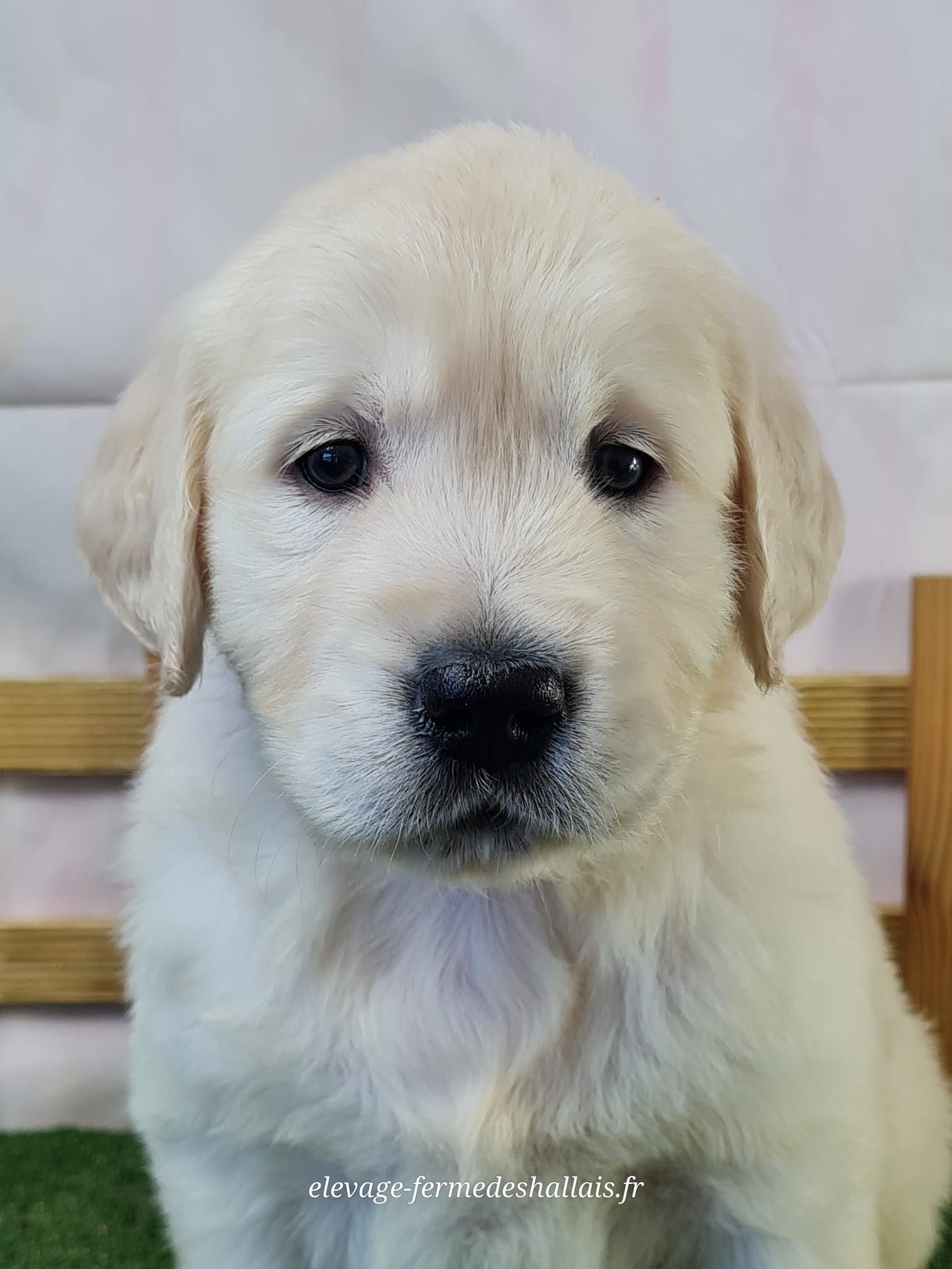 Chiot golden retriever femelle
