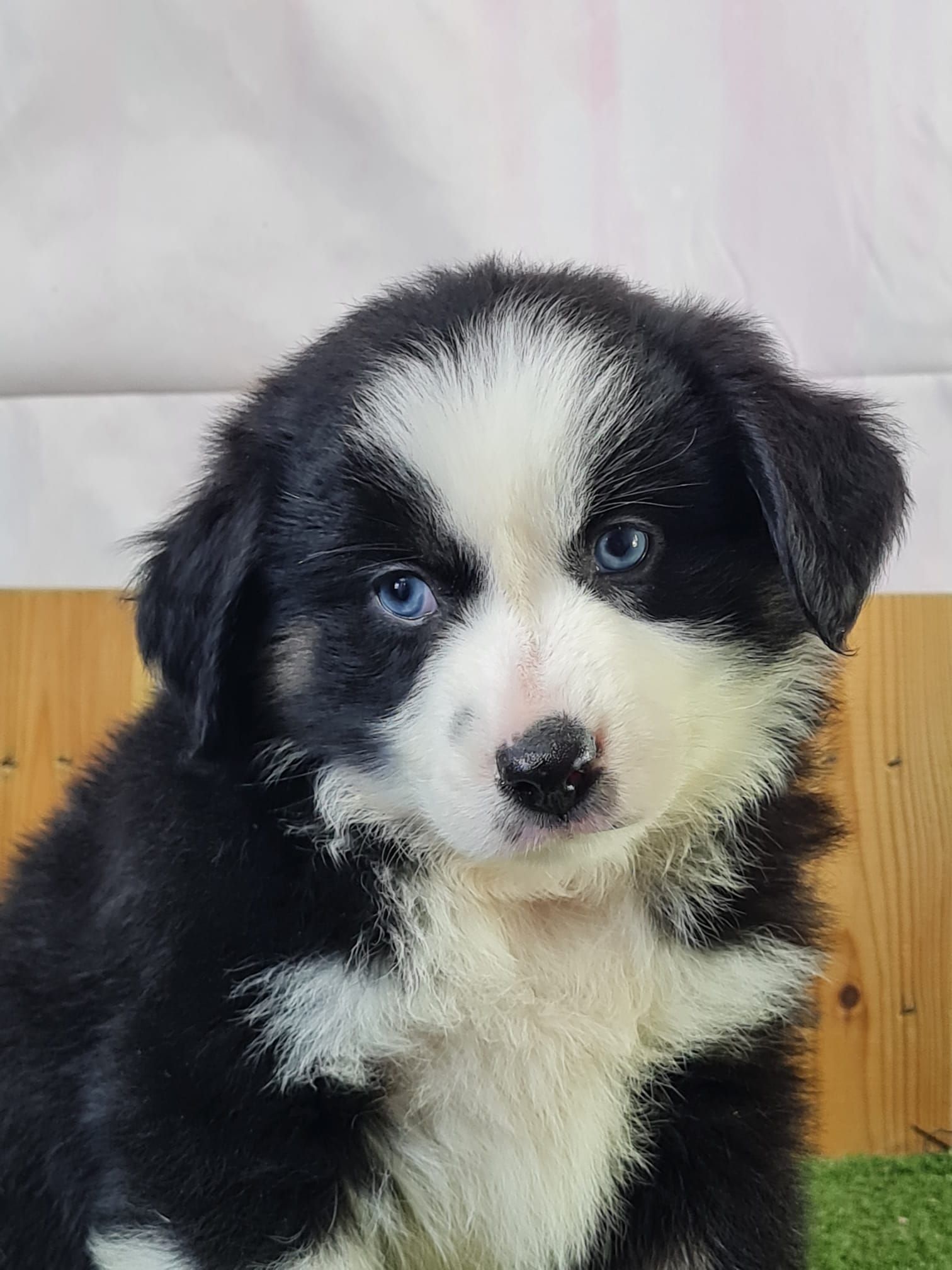 Chiot berger américain miniature femelle noir tricolore