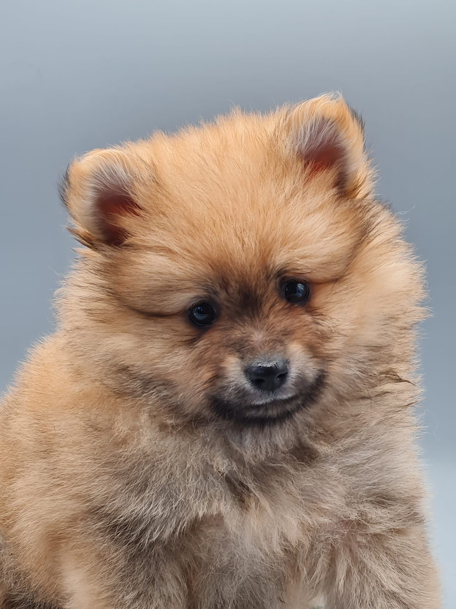 Chiot spitz nain femelle