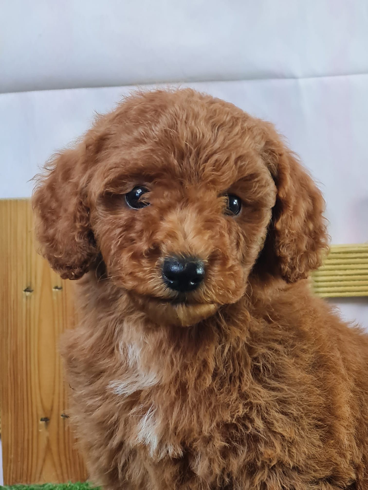 Chiot caniche nain de couleur abricot.