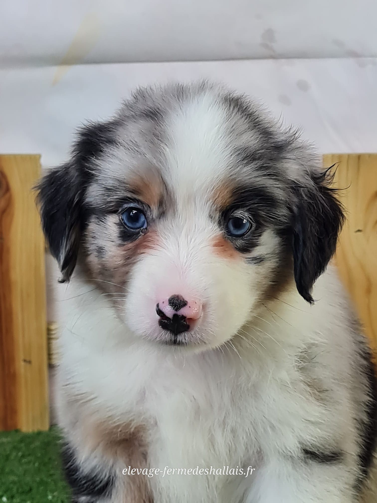 Chiot berger américain miniature femelle