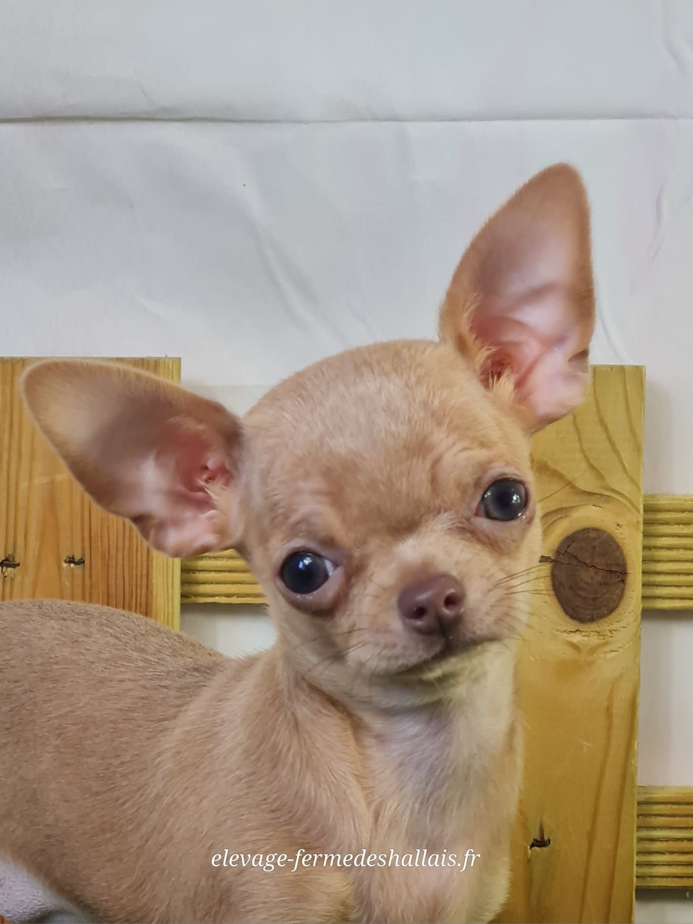 Chiot chihuahua femelle